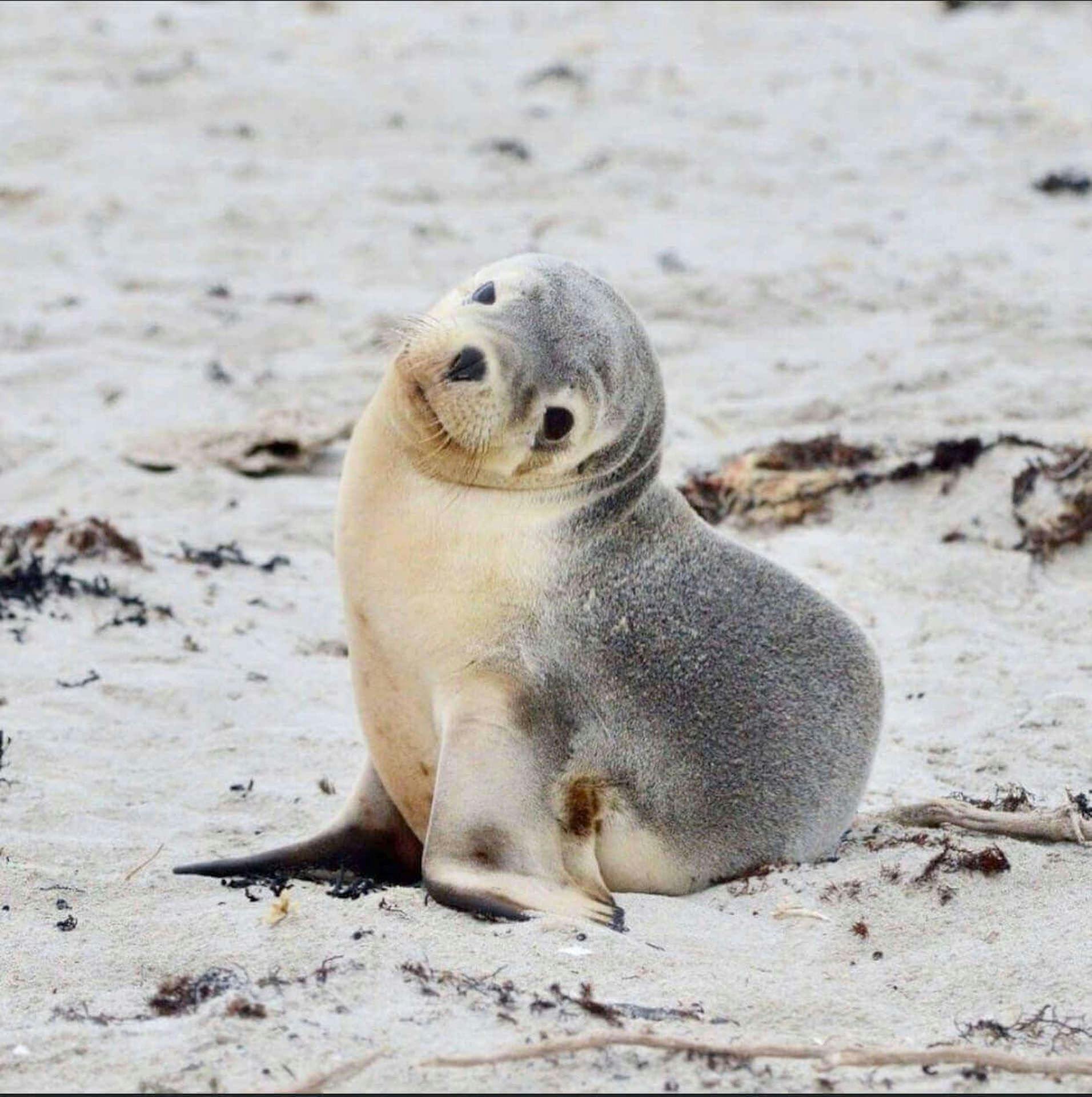 Seal pup at Seal Bay Conservation Park