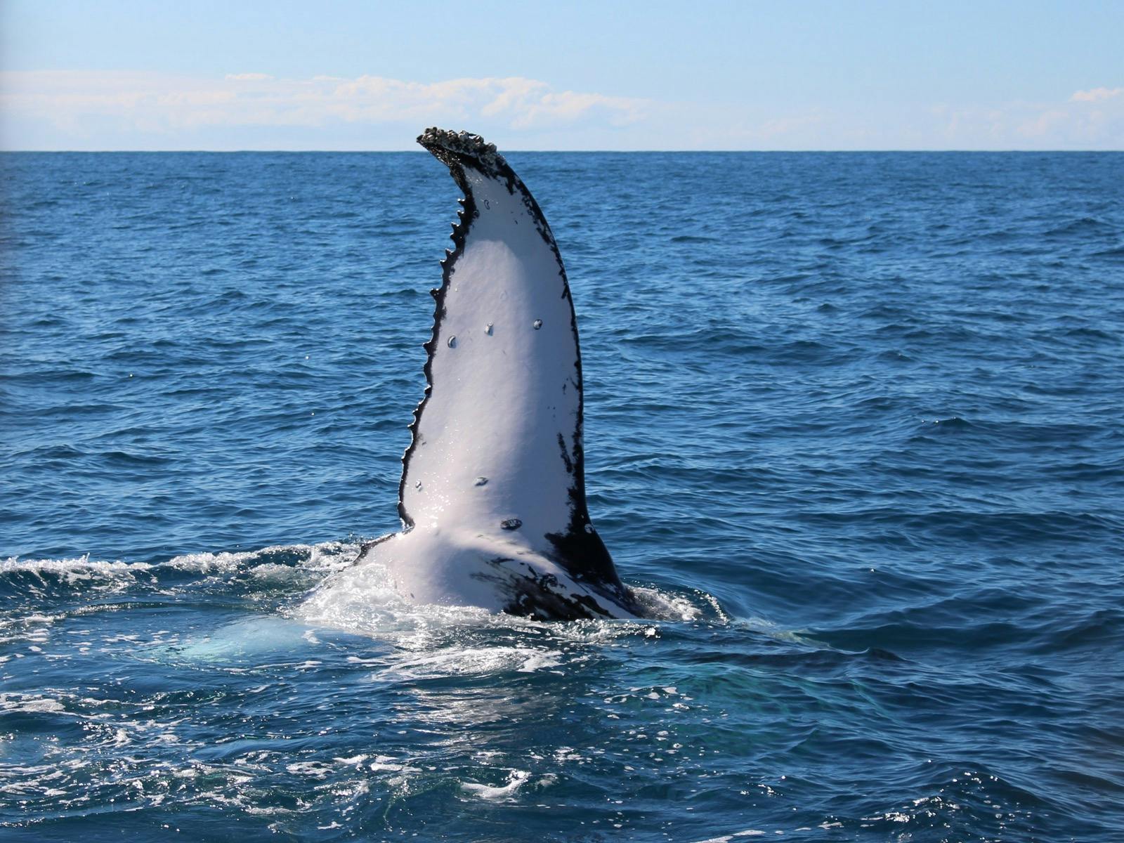 Whale Watching Cruise