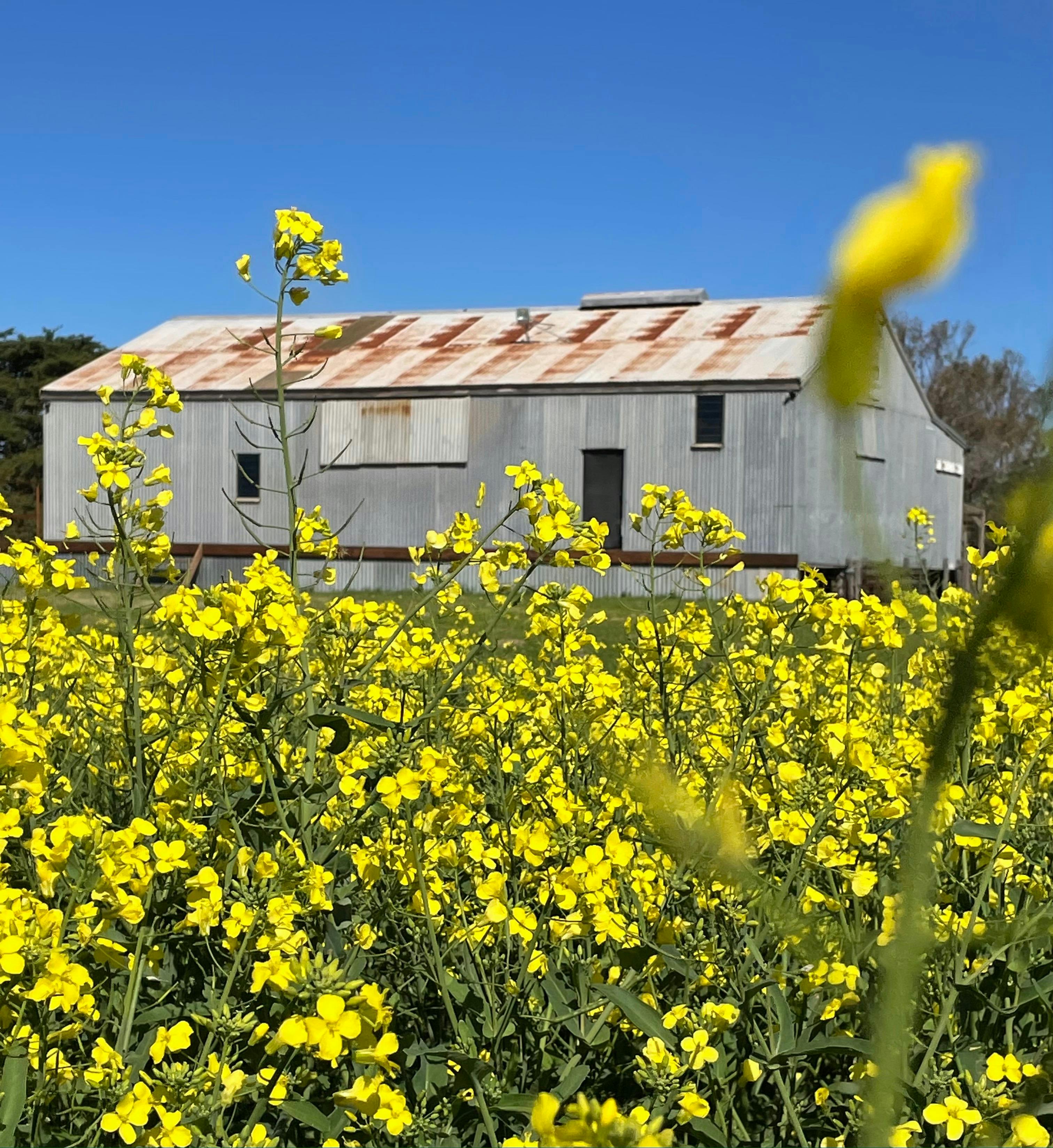 Canola