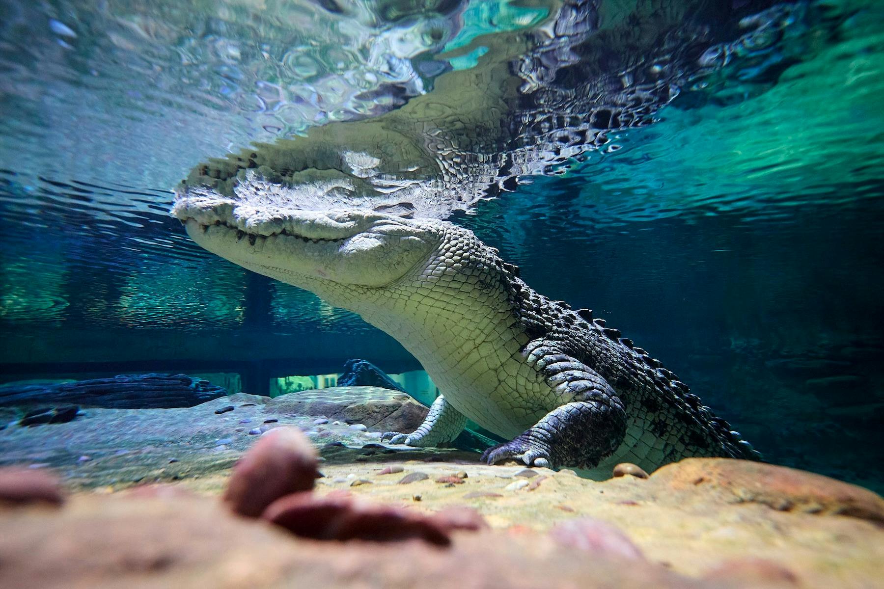 SEA LIFE Melbourne Aquarium
