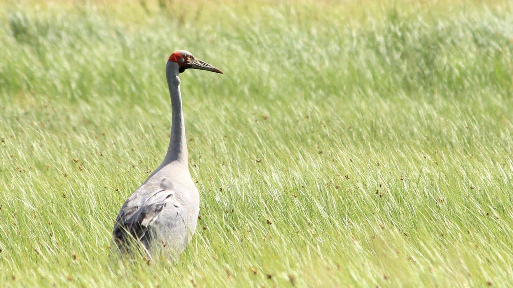Brolga
