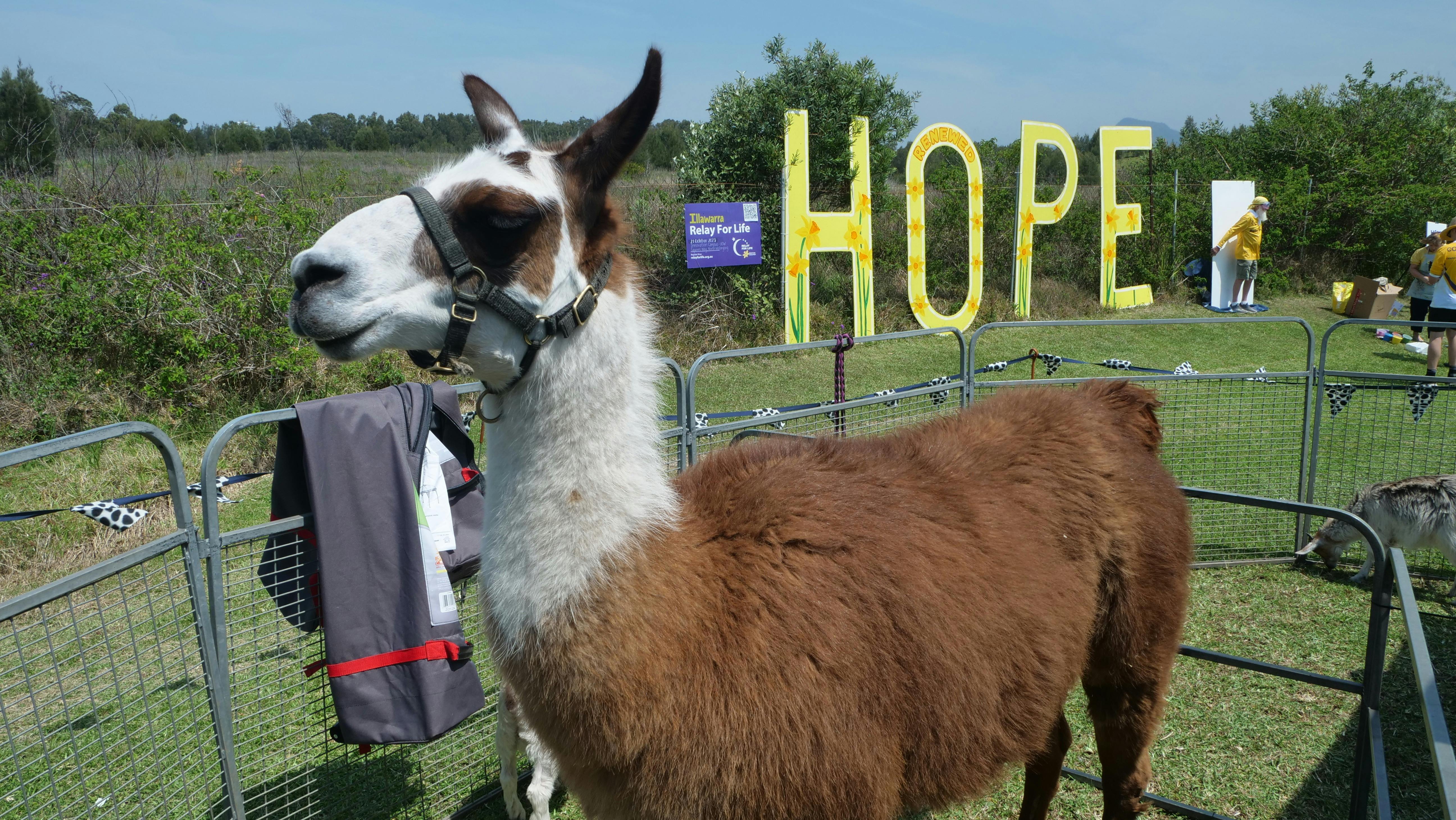 Illawarra Relay For Life