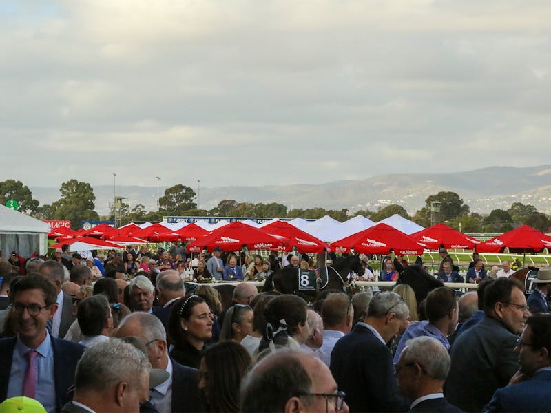 Image for 2024 SA Derby