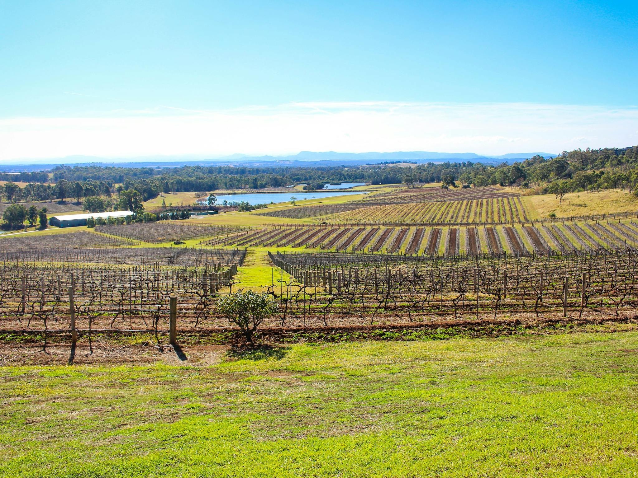 Hunter Valley vineyards, grapes and the mountains in the background