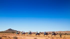 Pyndan Camel Tracks