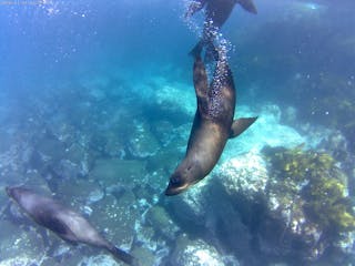 Snorkelling Montague Island