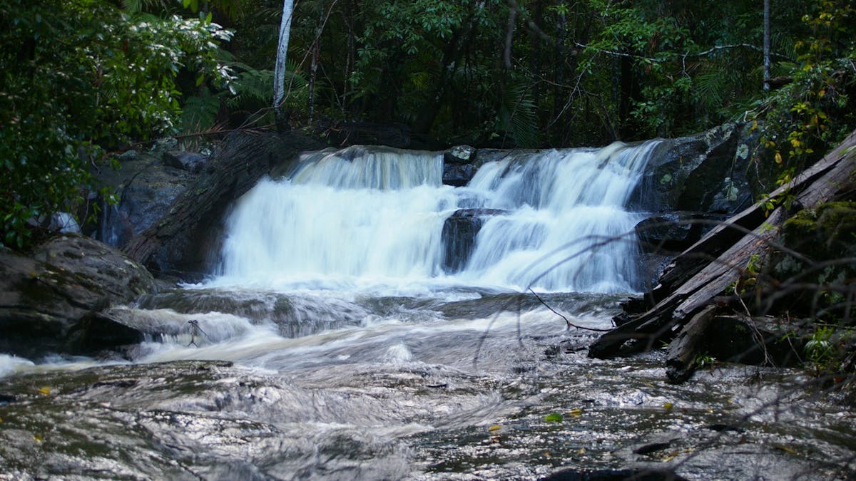 Accommodation hinterland nature  Bellthorpe rainforest waterfall track koala fireplace
