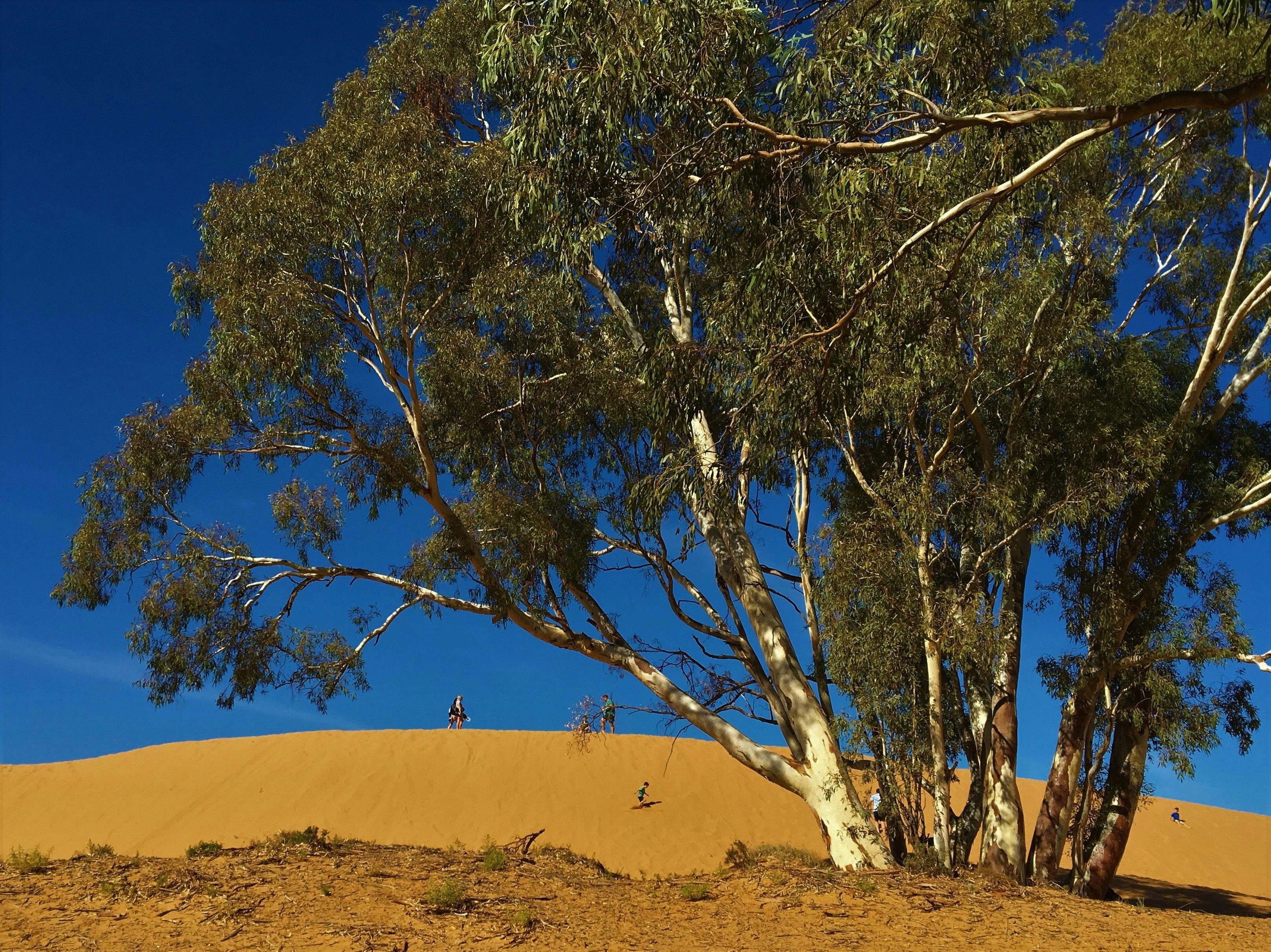 Explore the unexpected and unique sand dunes nearby.