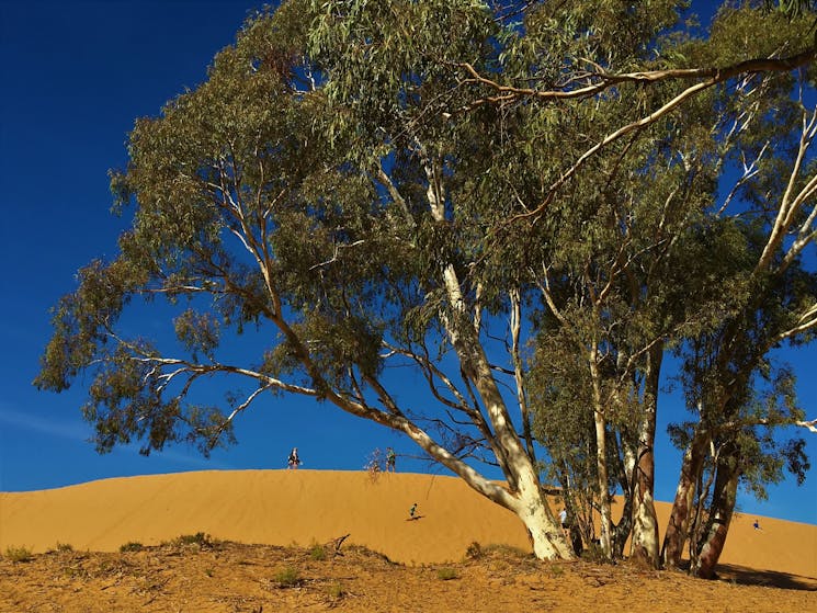 Explore the unexpected and unique sand dunes nearby.