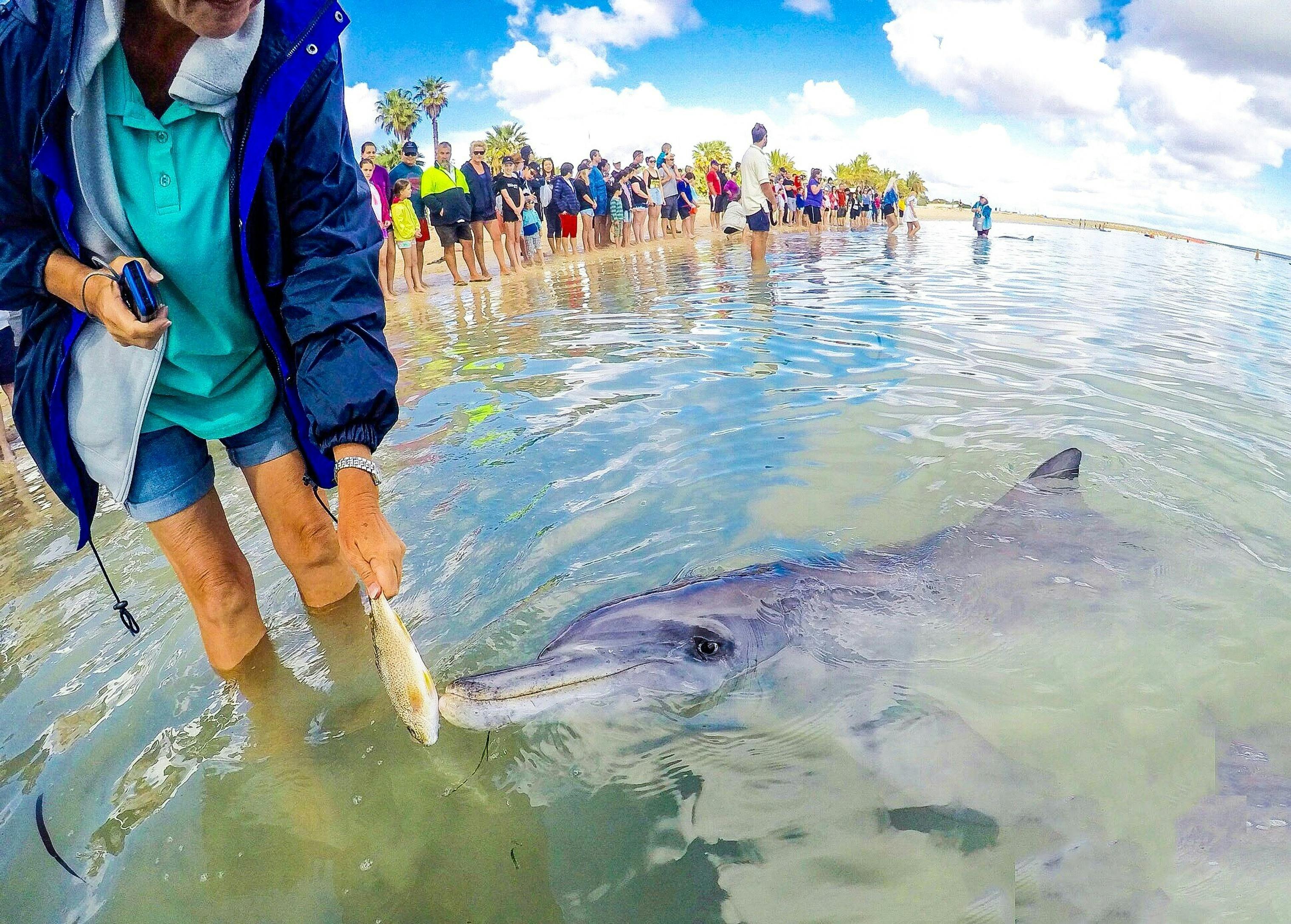 Dolphin Feeding Monkey Mia, Shark Bay Western Australia