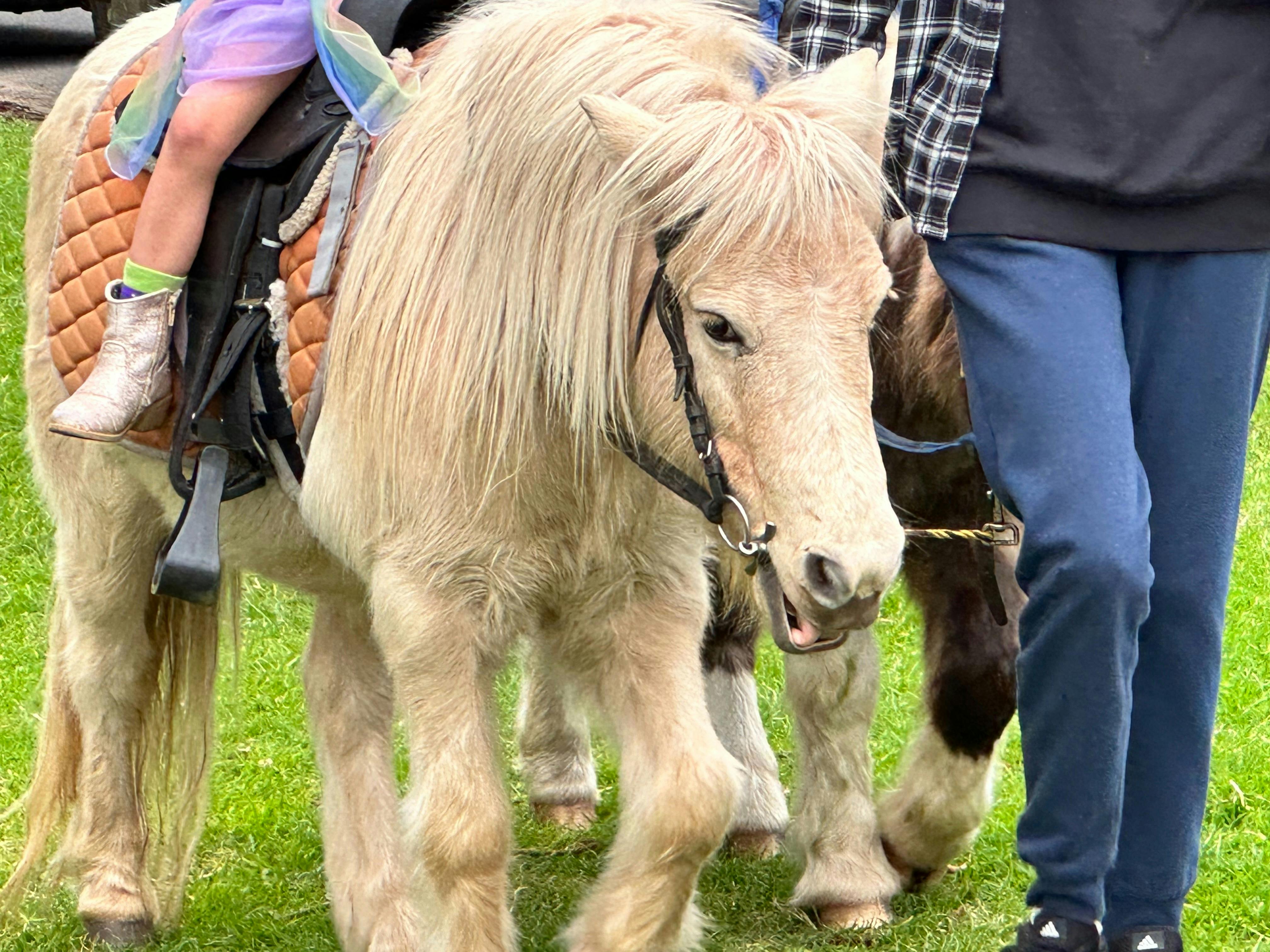 Thirroul Seaside and Arts Festival - Family Fun Day