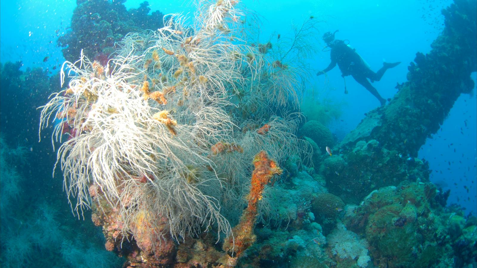 Yongala Wreck - Adrenalin Snorkel and Dive