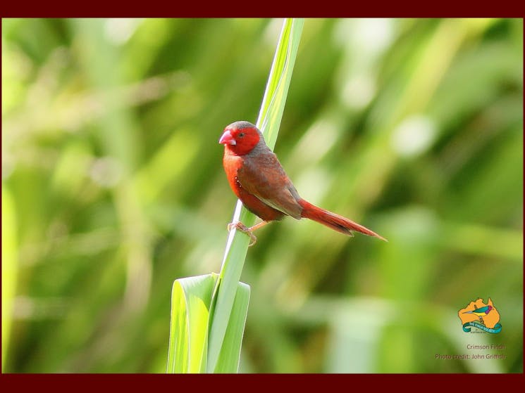 Crimson Finch