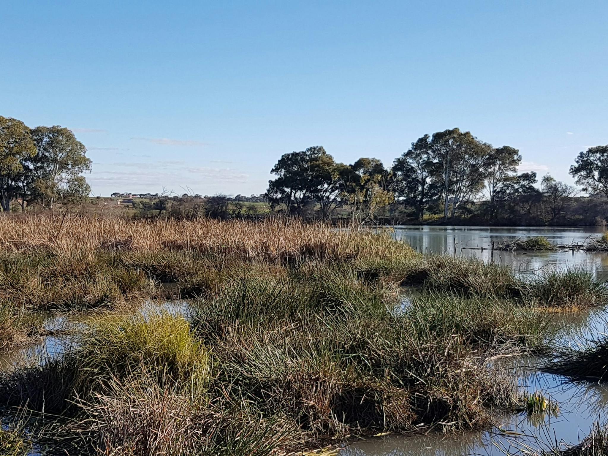 Swanport Wetlands