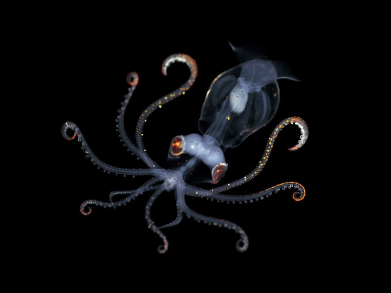 Underwater Tour 2019. Sharpear Enope Squid Larva