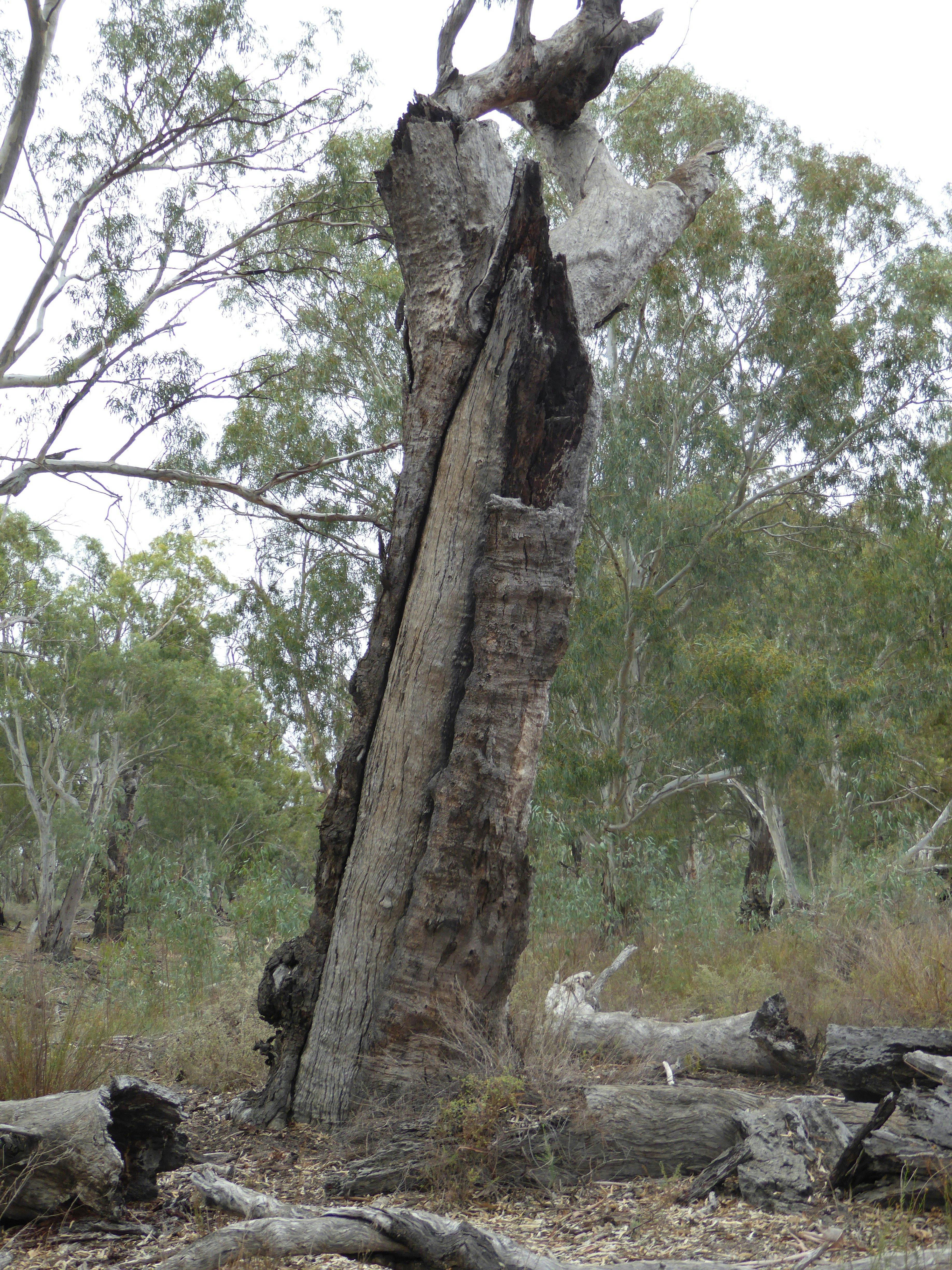 원주민 역사. 빨간 고무나무로 카누를 만드는 방법의 예.