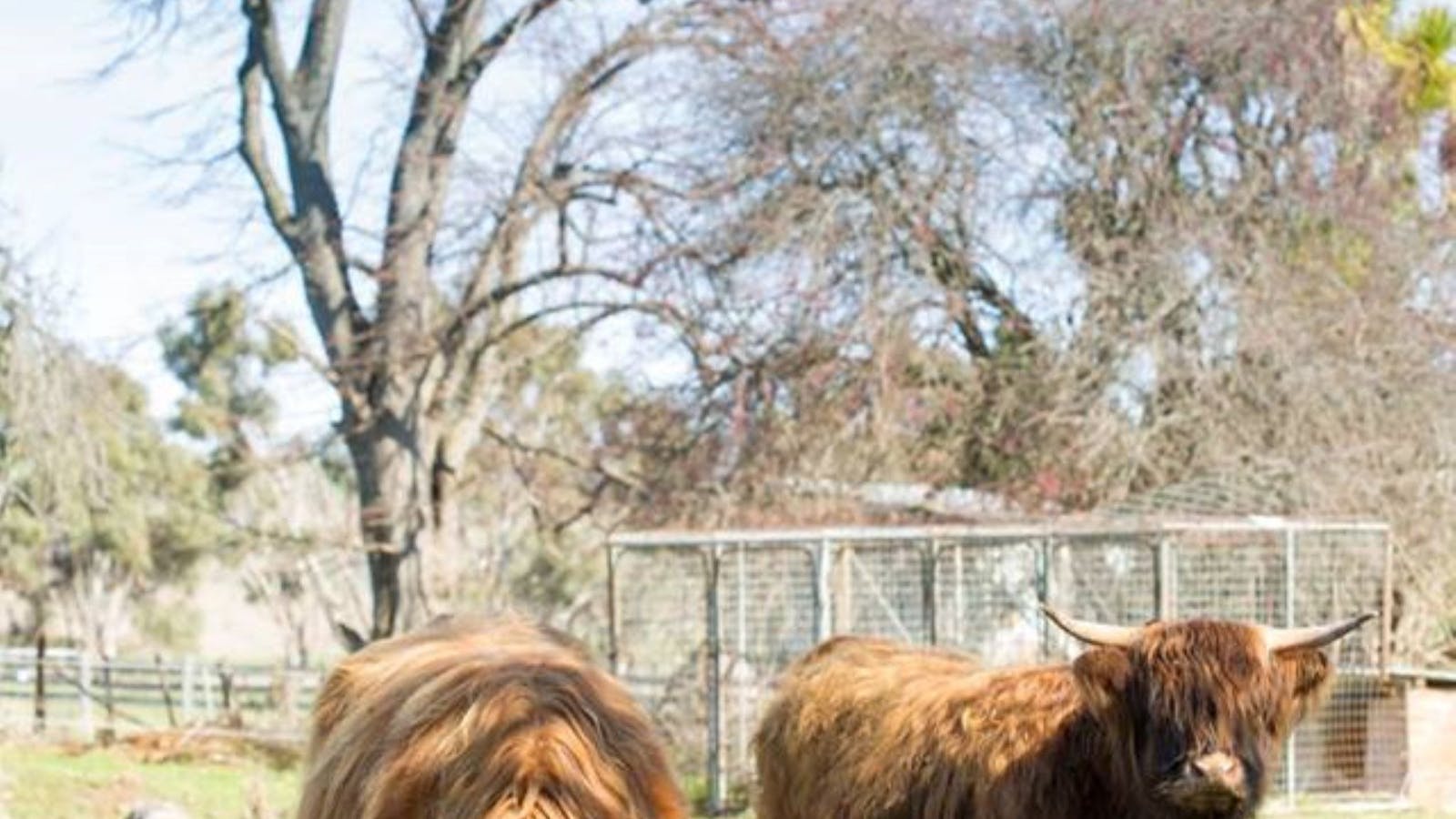 Ratho Farm's Highland Cows