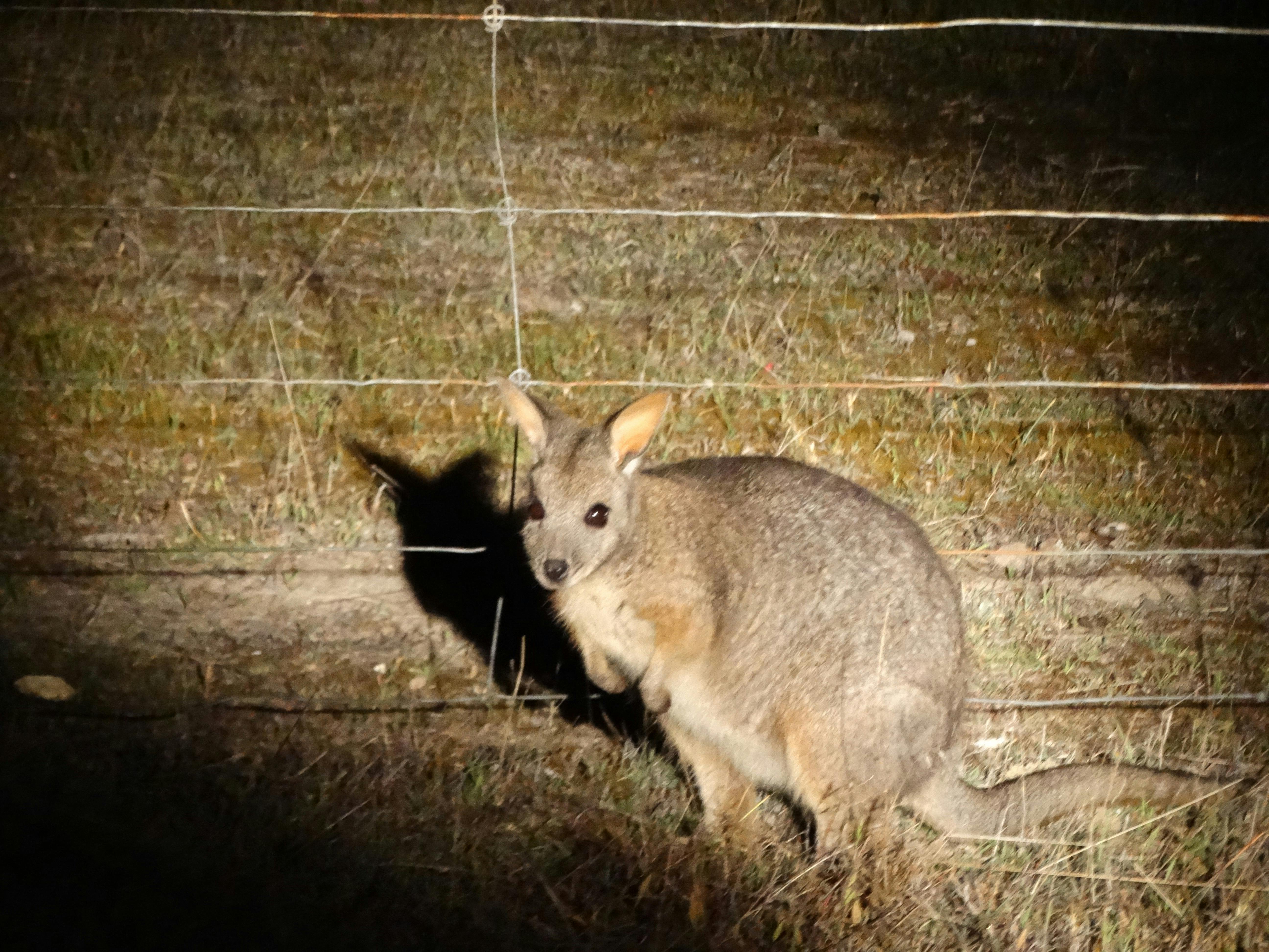 Kangaroo Island Nocturnal Tours