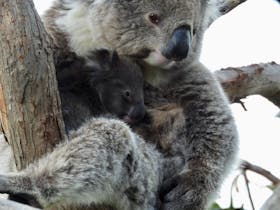 Koala mother and joey