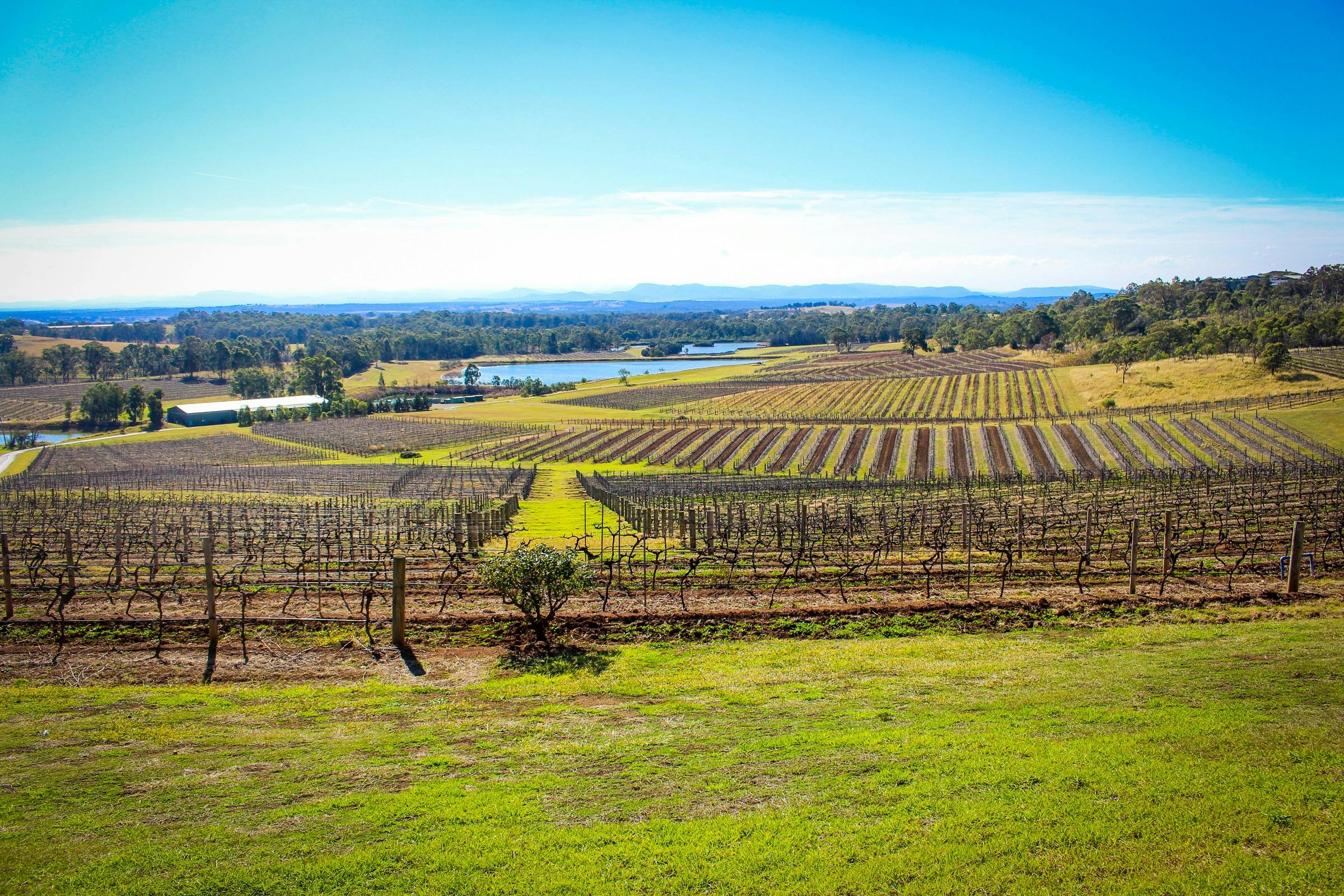 Views over Vineyards at Audrey Wilkinson Wines