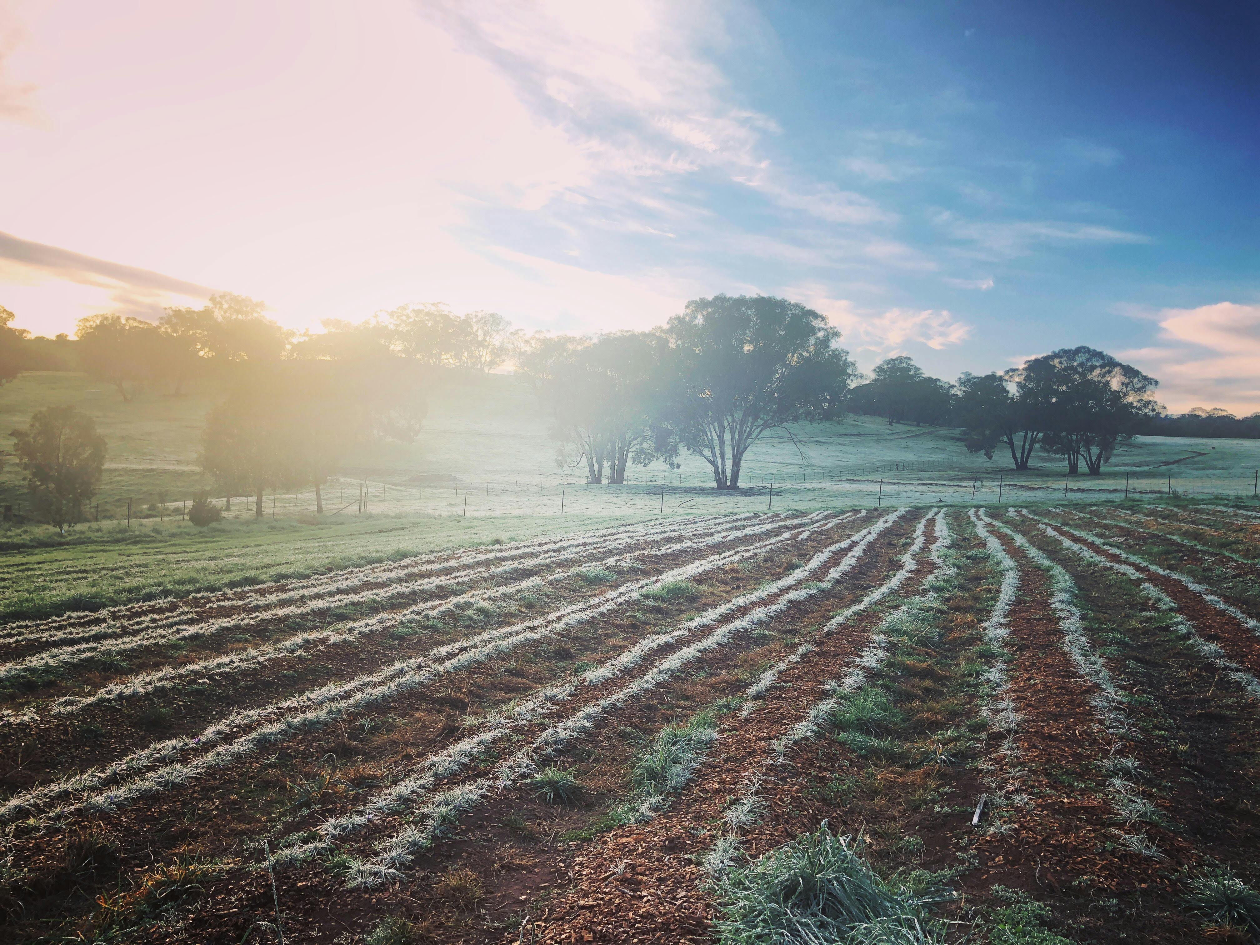 Saffron paddock at sunrise