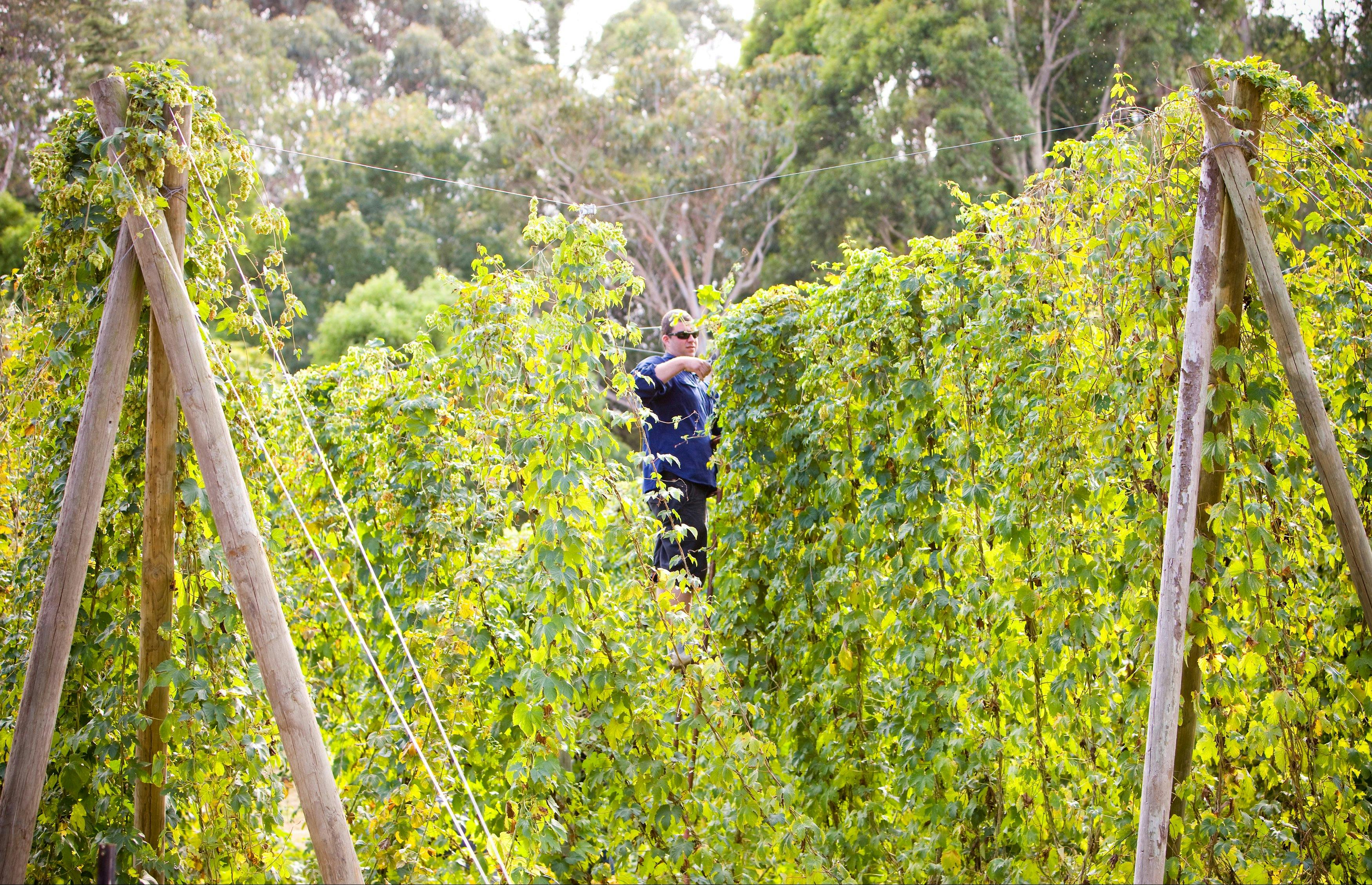 Red Hill Hop Farm Melbourne Brewery Tours private tour
