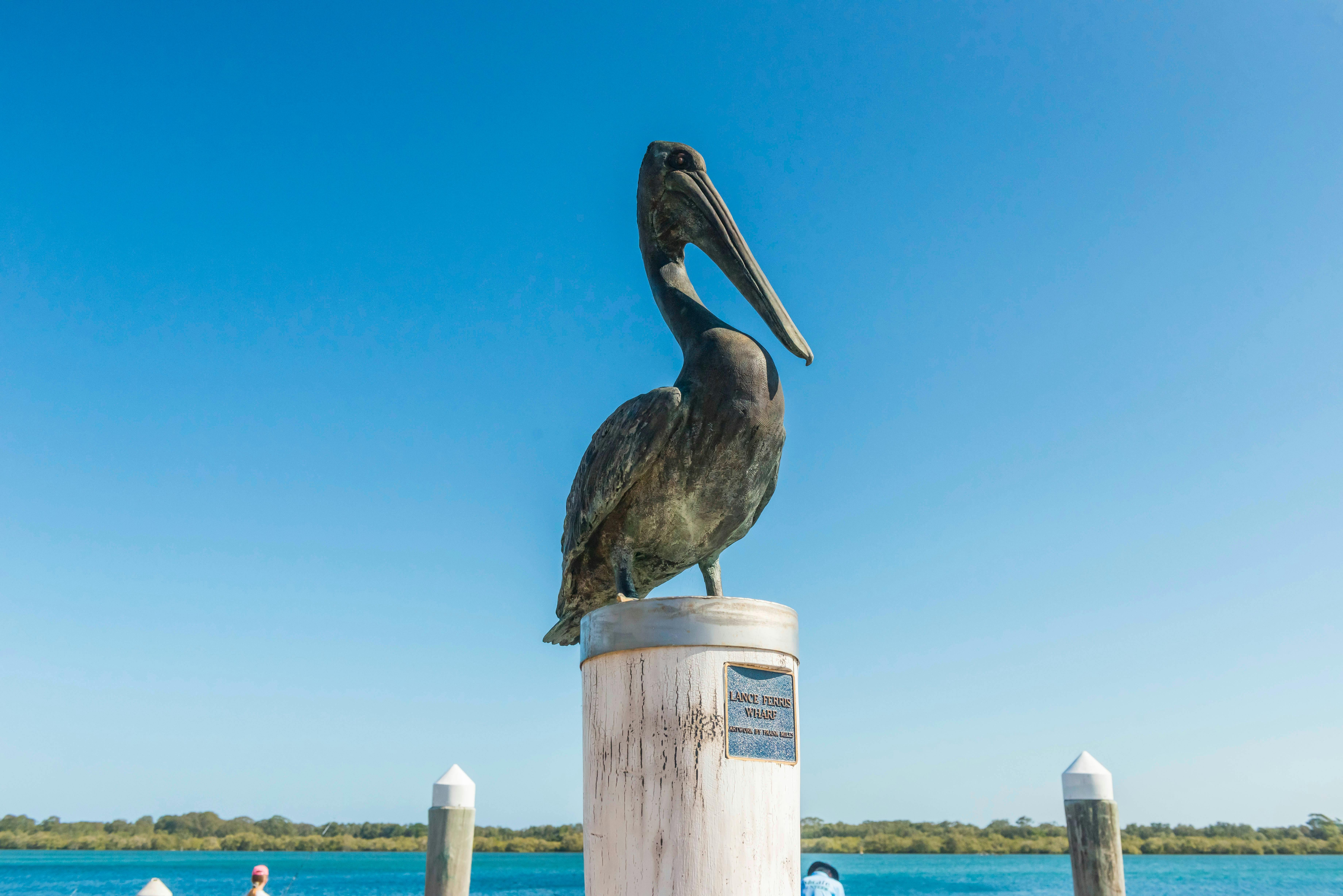 Ballina Public Art - Bronze Pelican
