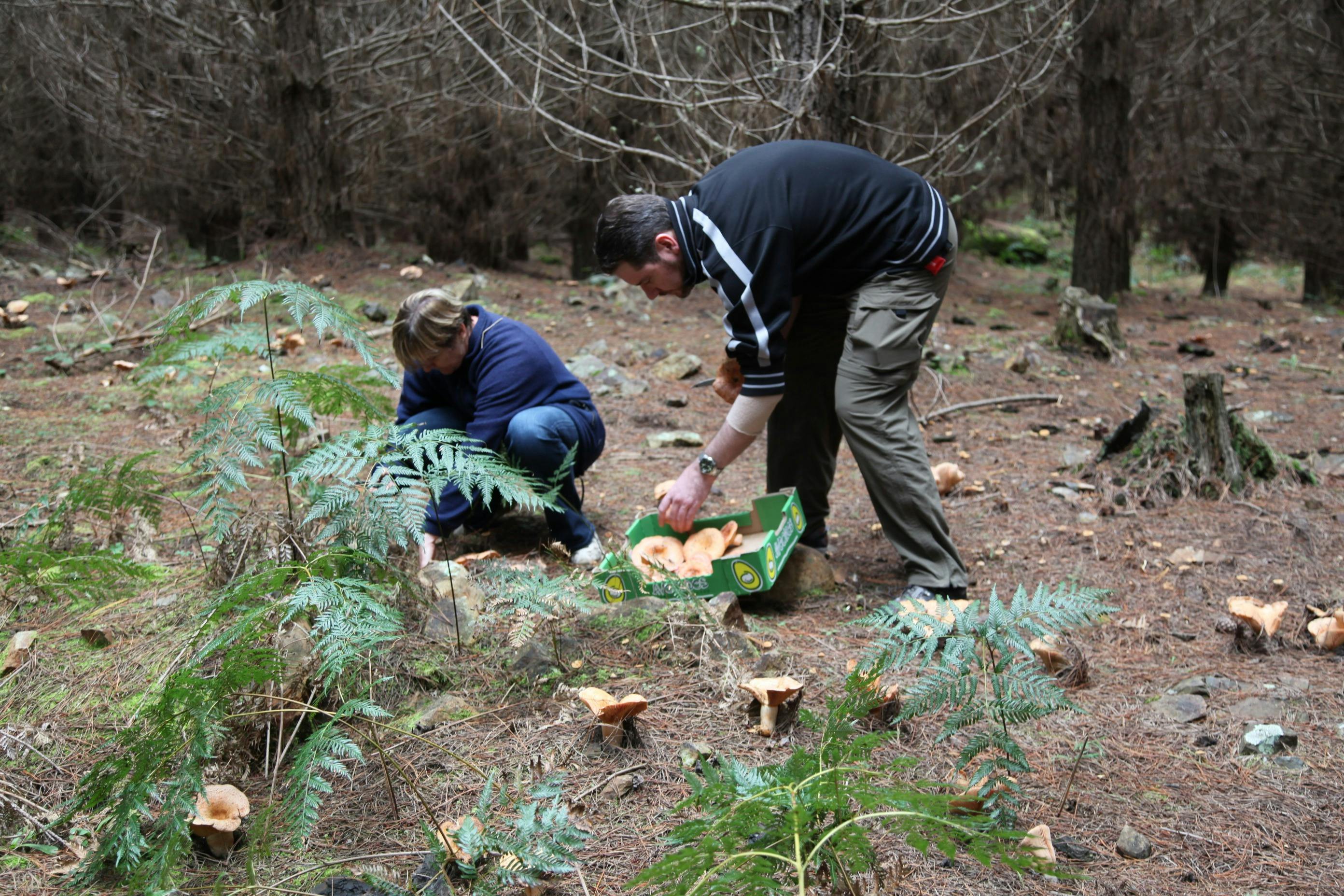 Safety In The Forests Workshop