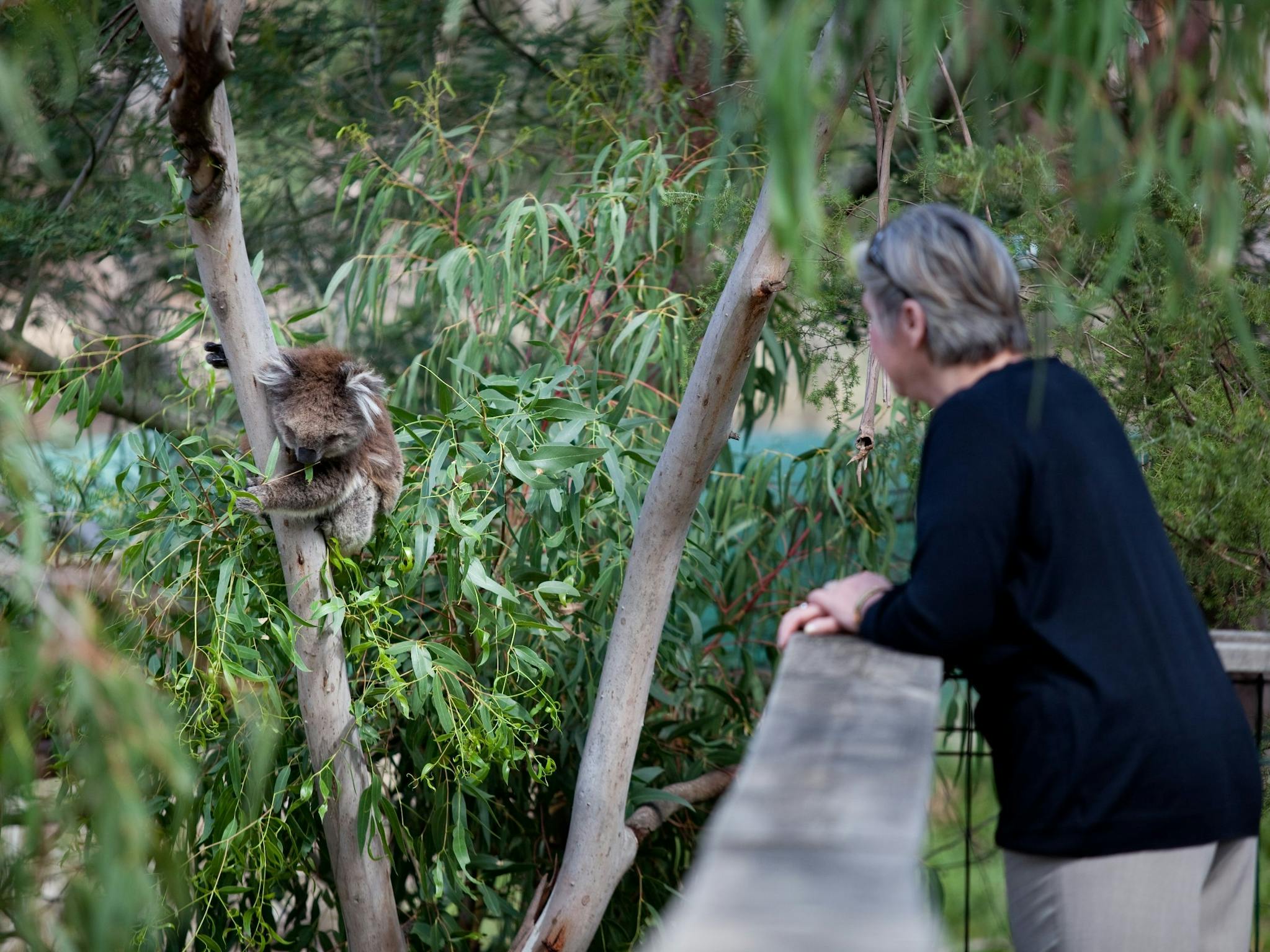 Koala and Boardwalk