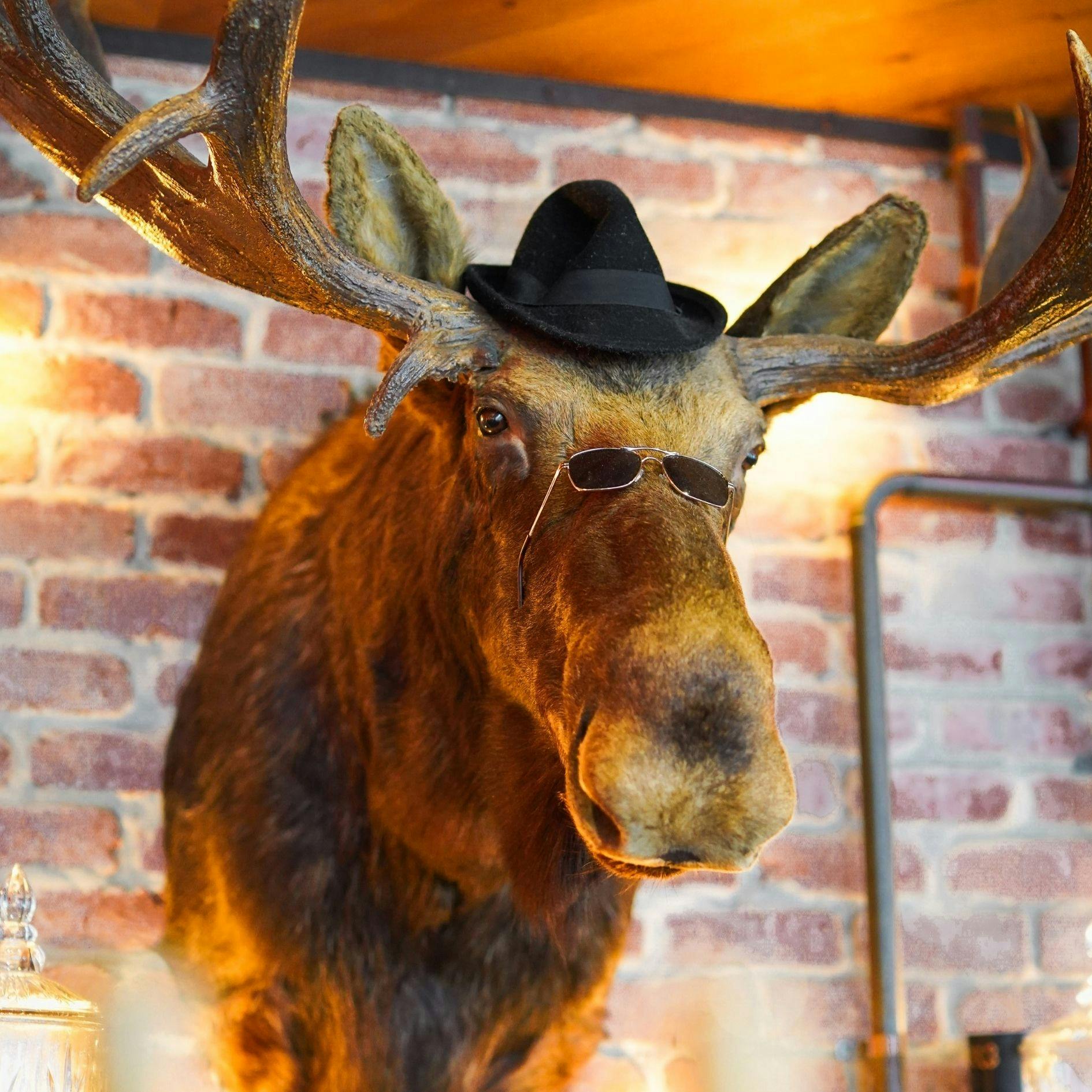 The Loose Moose 10th Birthday