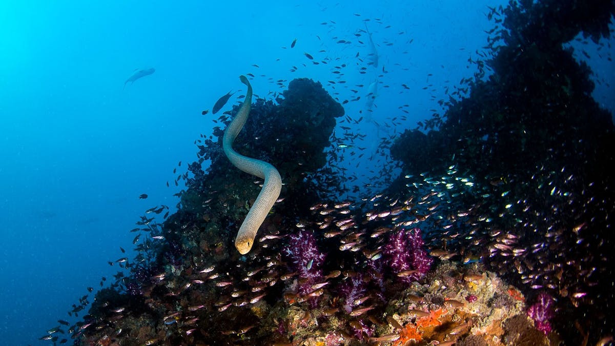 Curious sea snakes