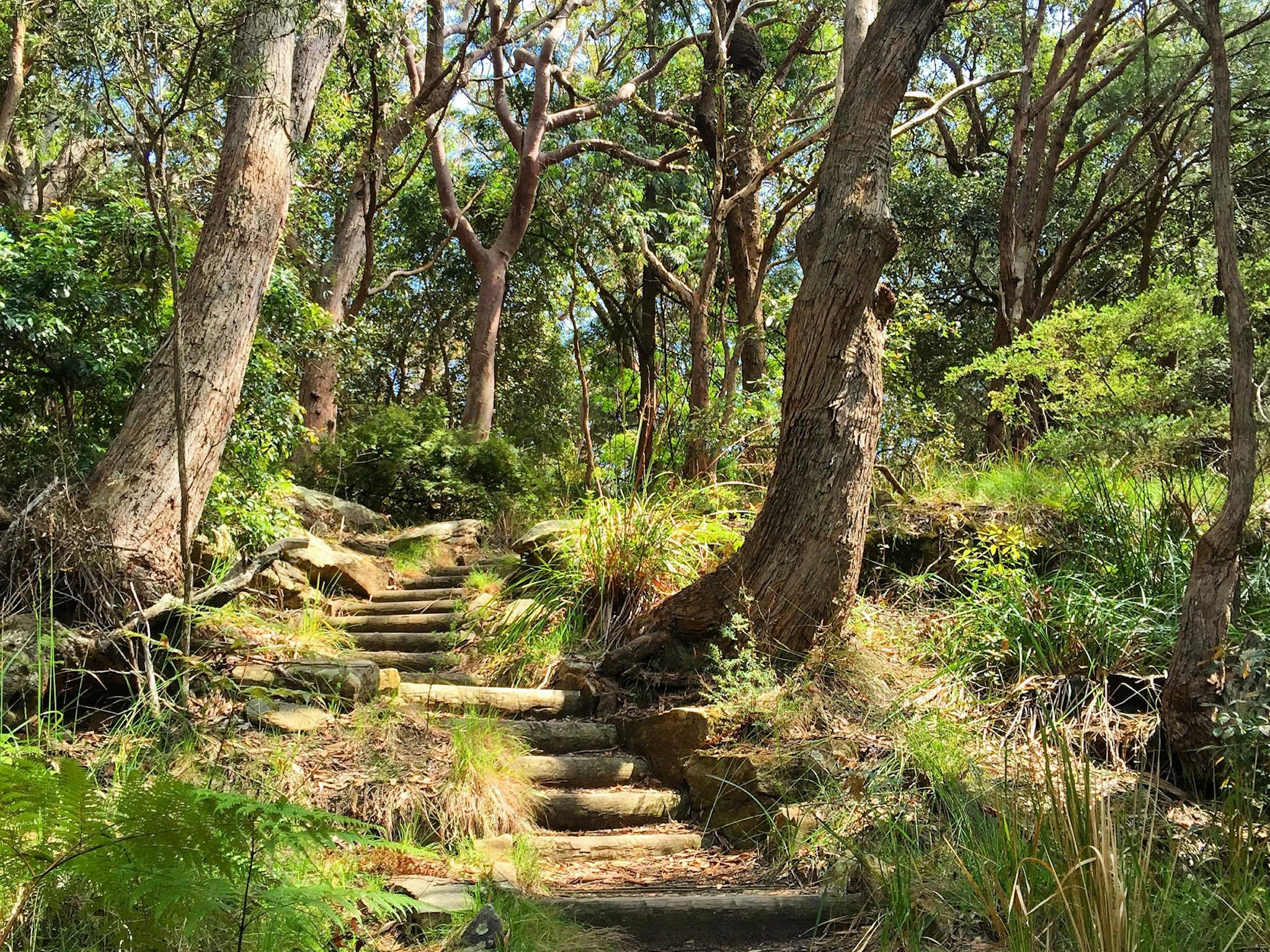 Ku-ring-gai National Park