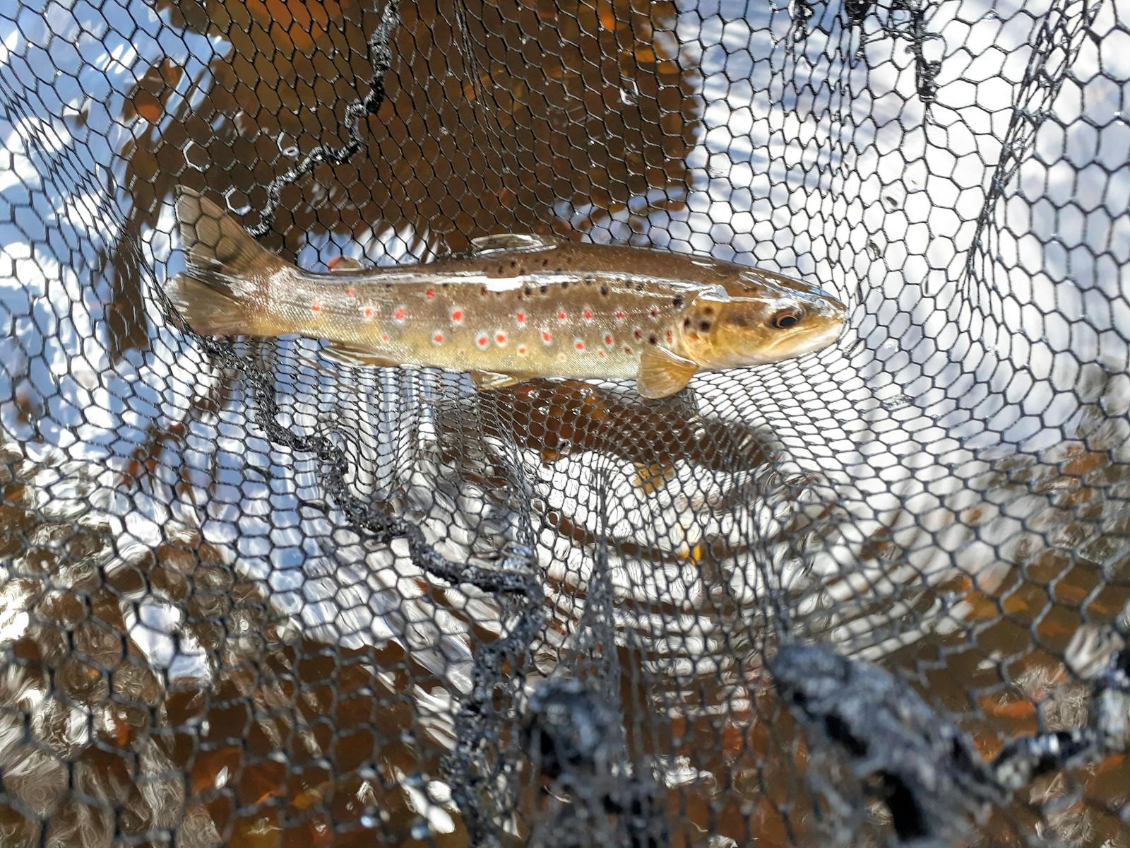 fly fishing stream Tasmania