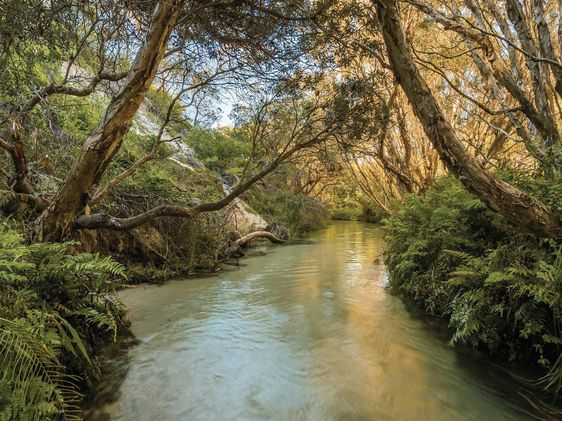 Eli Creek, Fraser Island