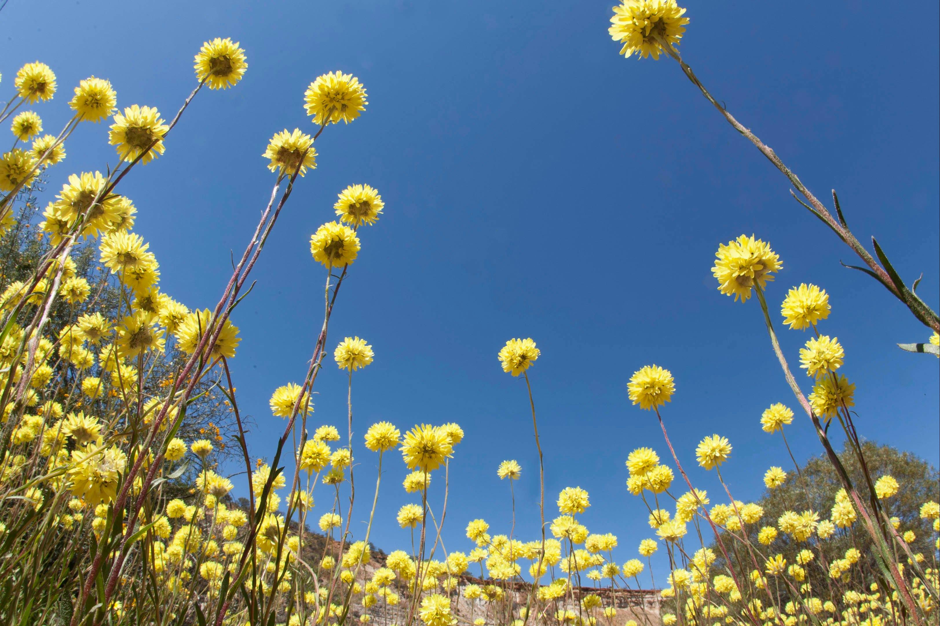 Wildflowers, Coalseam Conservation Park
