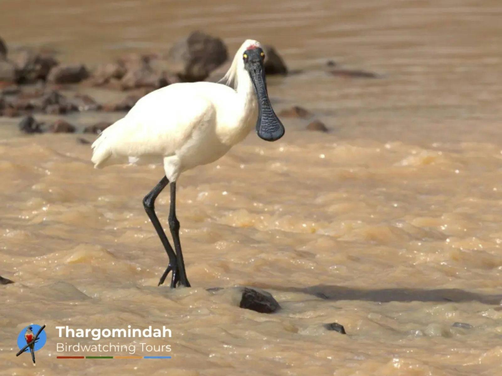 Royal Spoonbill Currawinya National Park