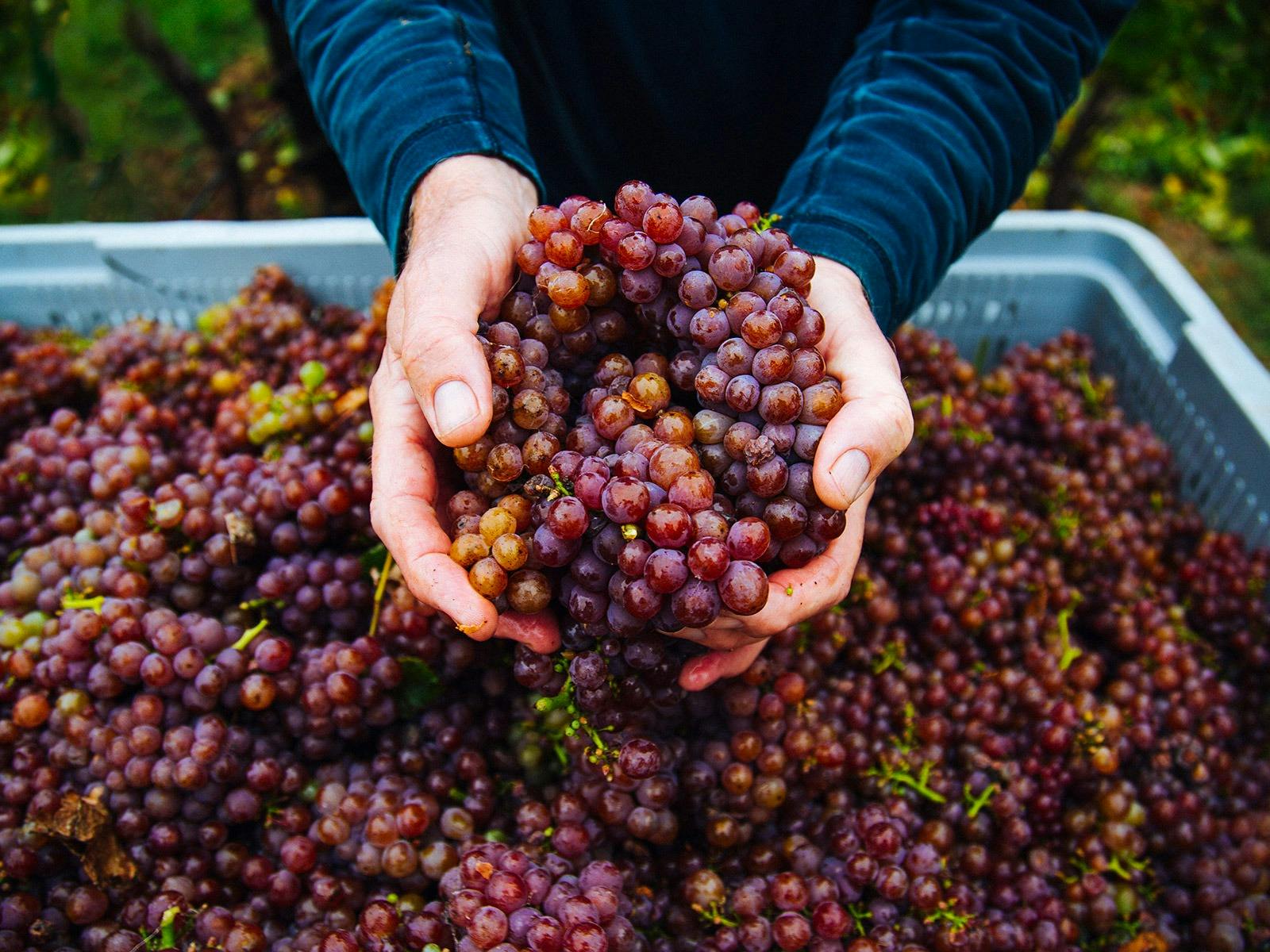Founder Bill Shrapnel holds freshly handpicked Gewurztraminer grapes at Colmar Estate