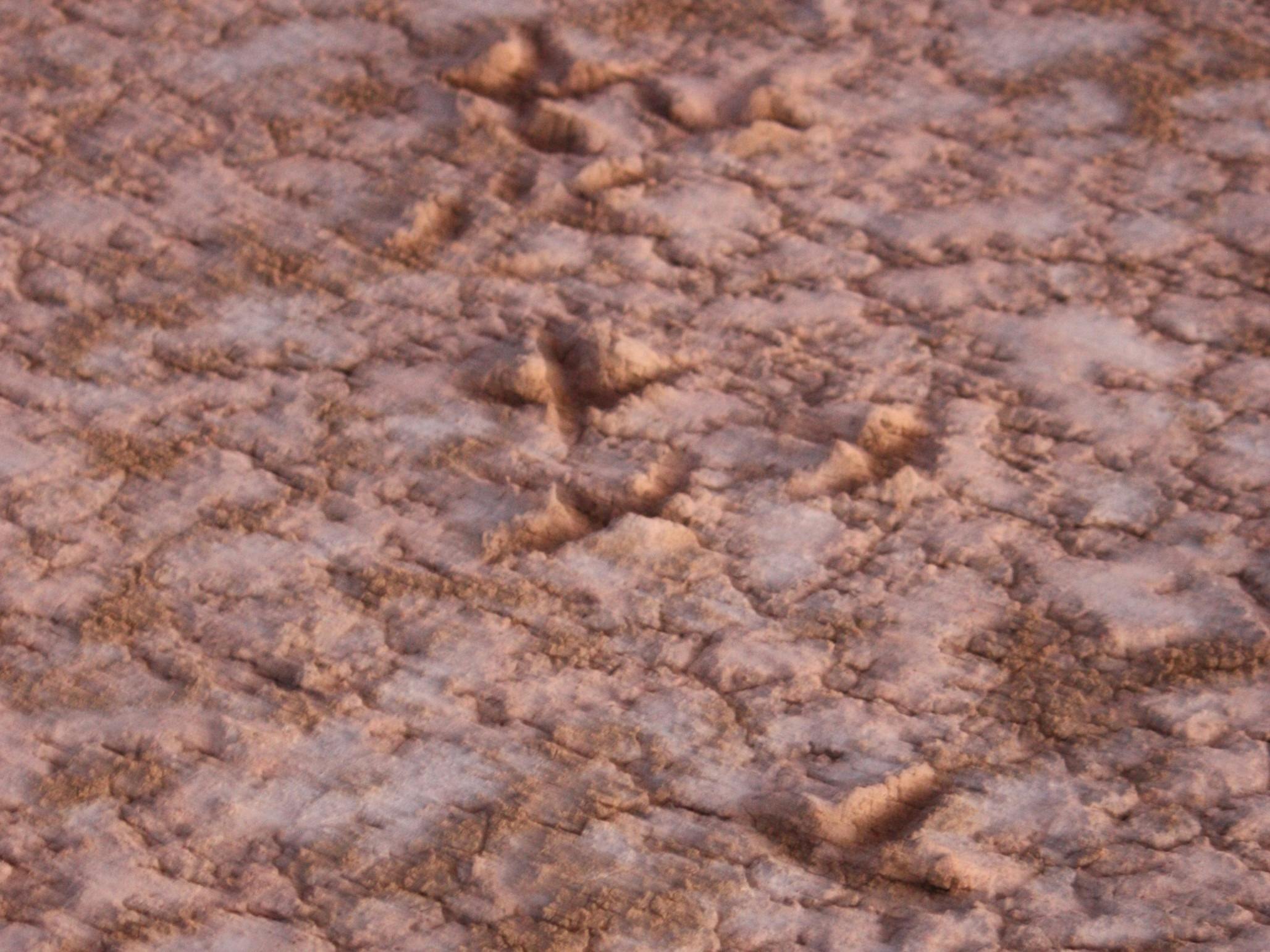 Emus walked across white Lake after rain on Stratford, leaving their mark.d