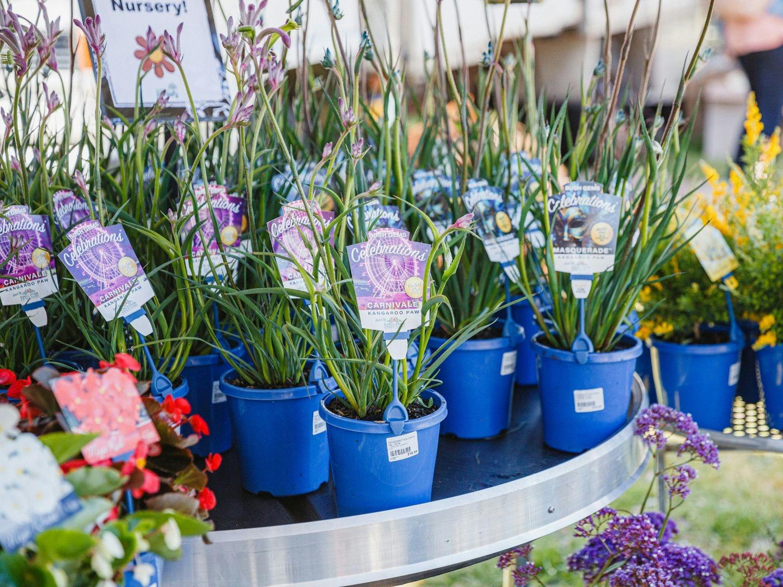 SGF Plants