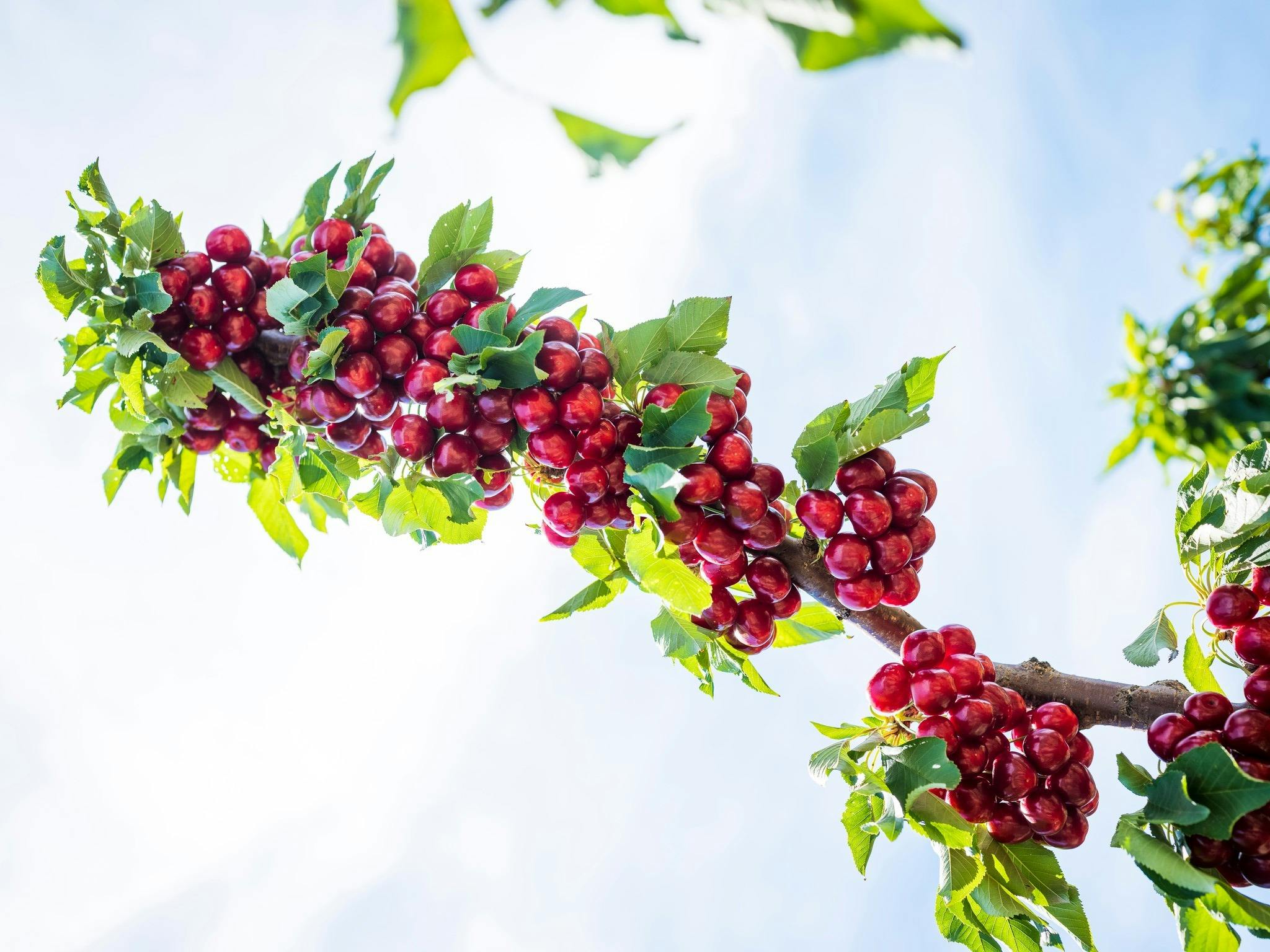 櫻花樹枝上結滿了鮮紅的櫻桃。