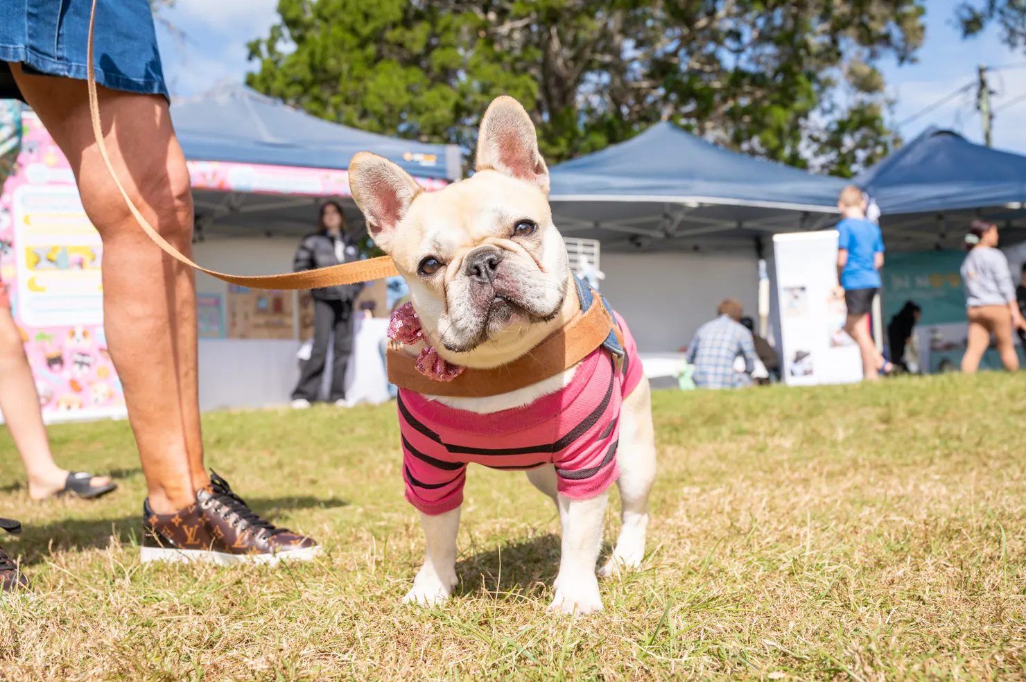 A Dog's Life Doggy Day Out Noosa