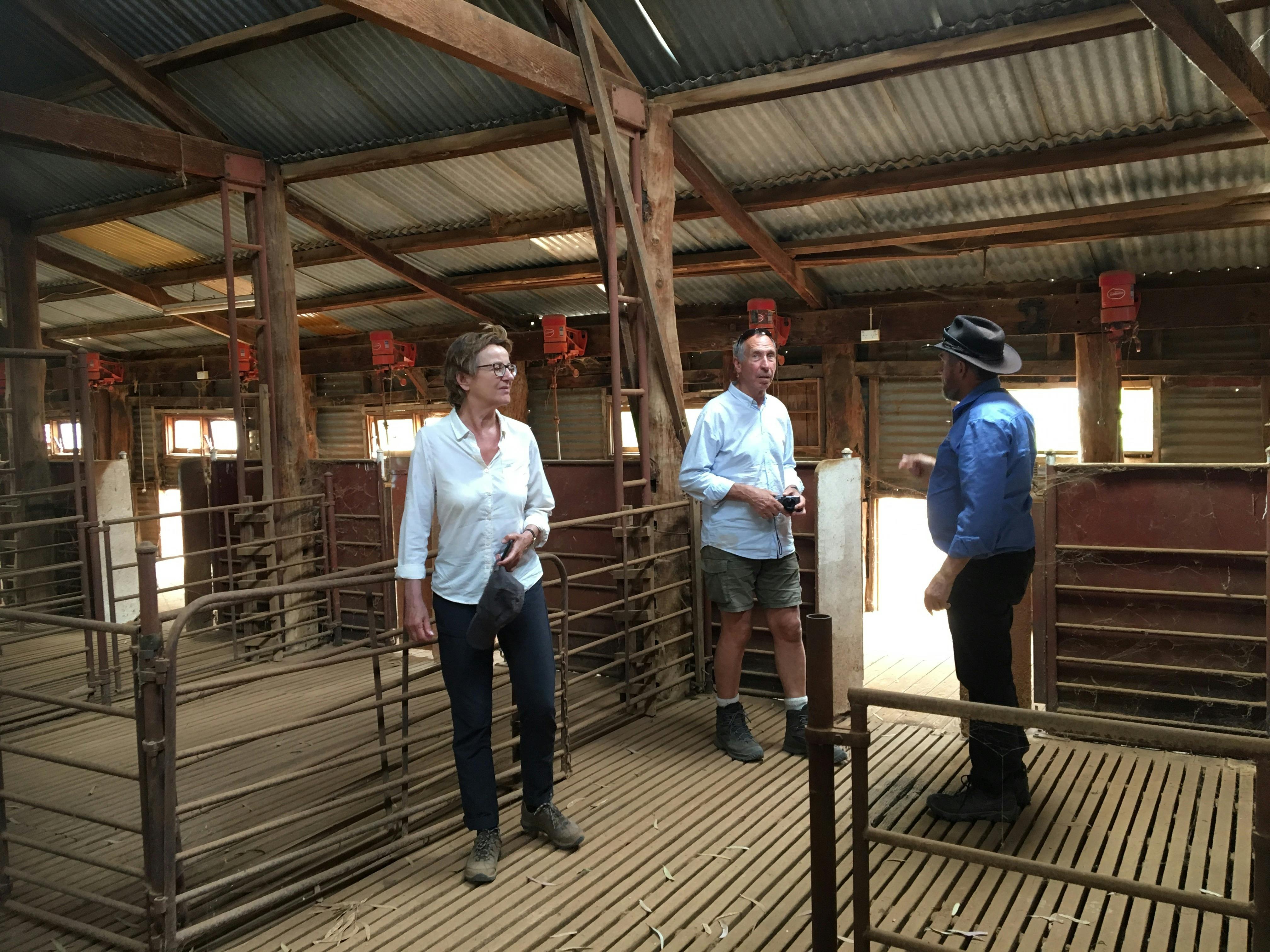 아니, 나는 다시 그곳에서 양털을 깎고 싶지 않다