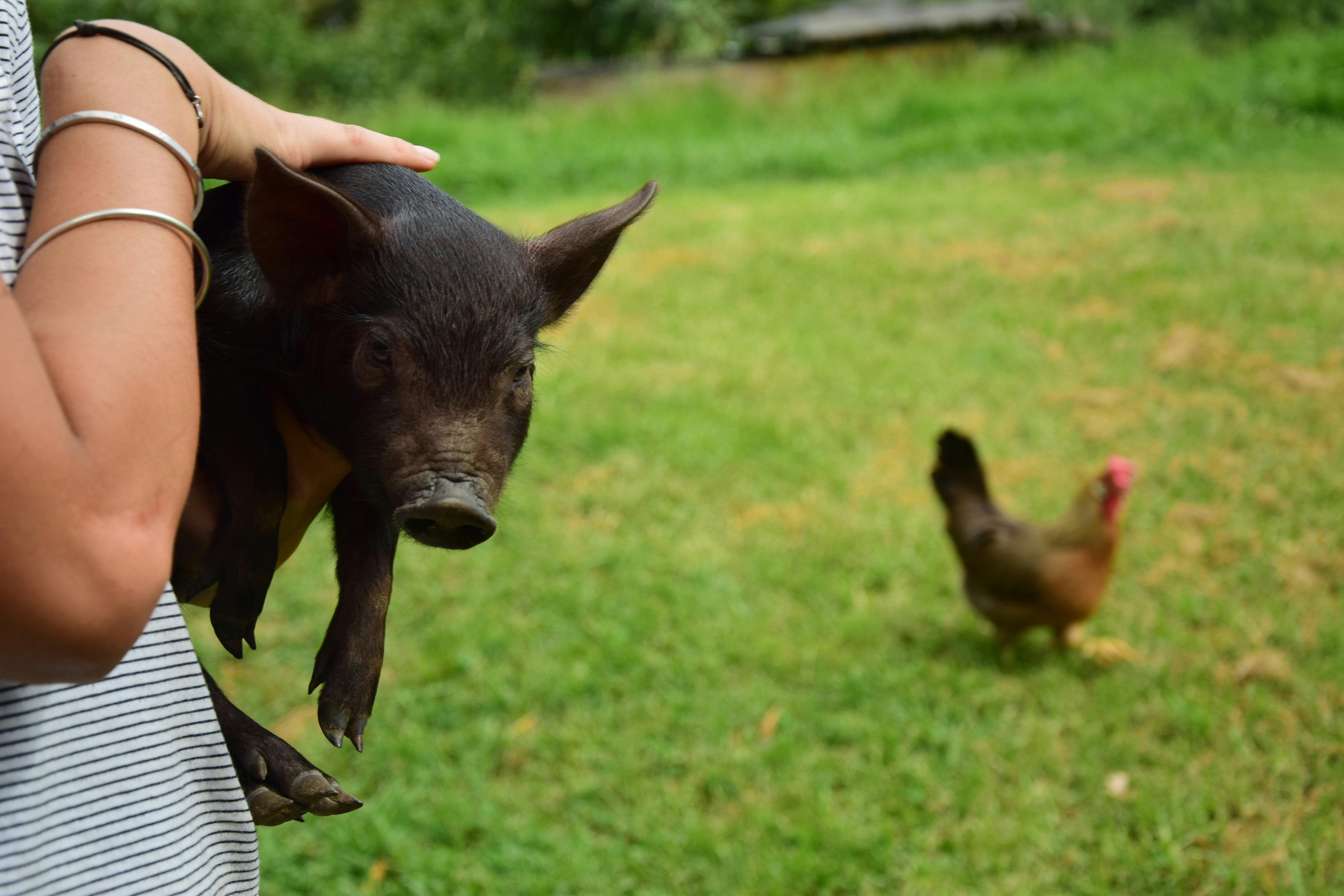 miniature piglets are raised on Tirrintippin and help in the gardens