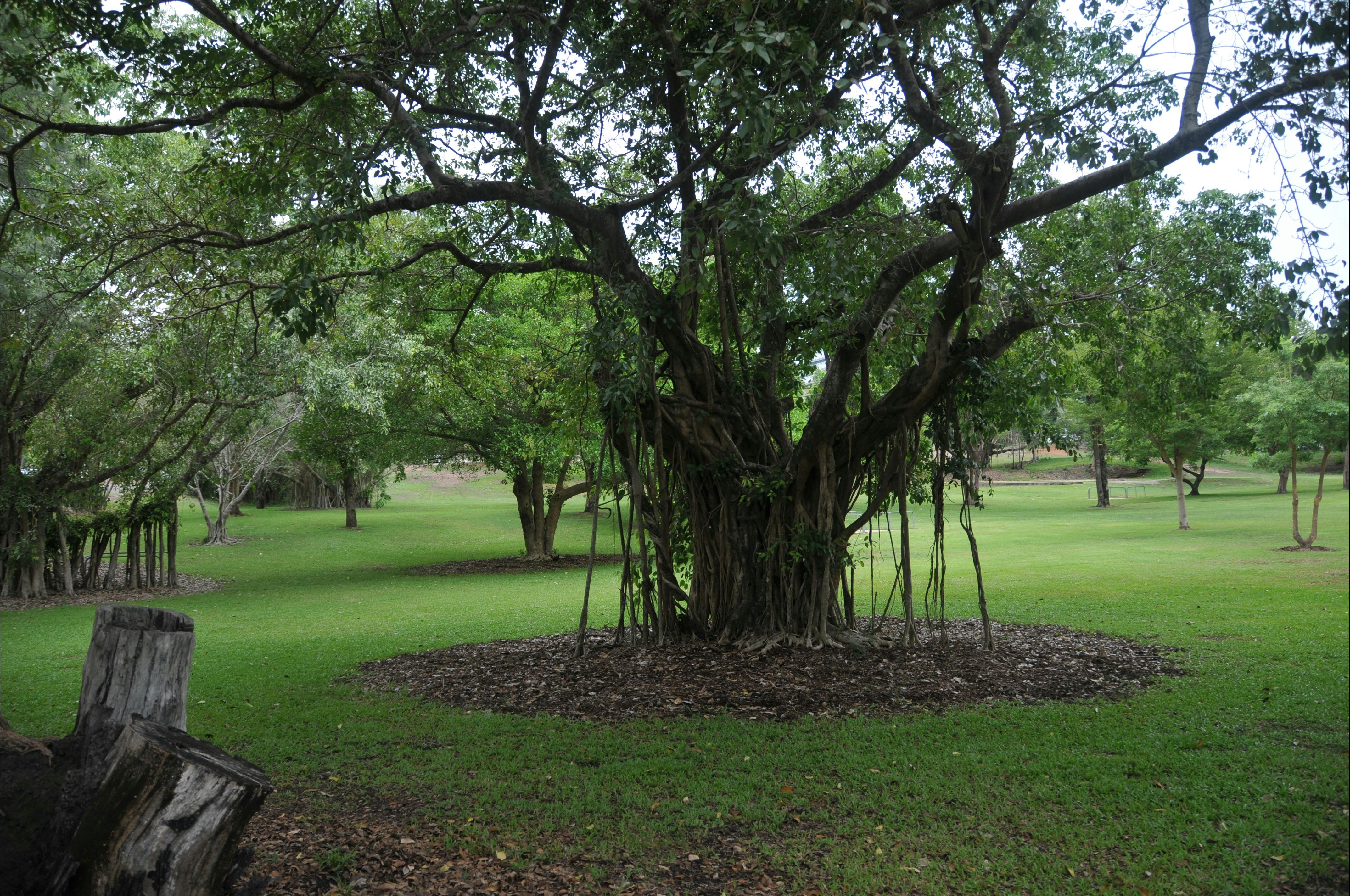 Looking over Frog Hollow.