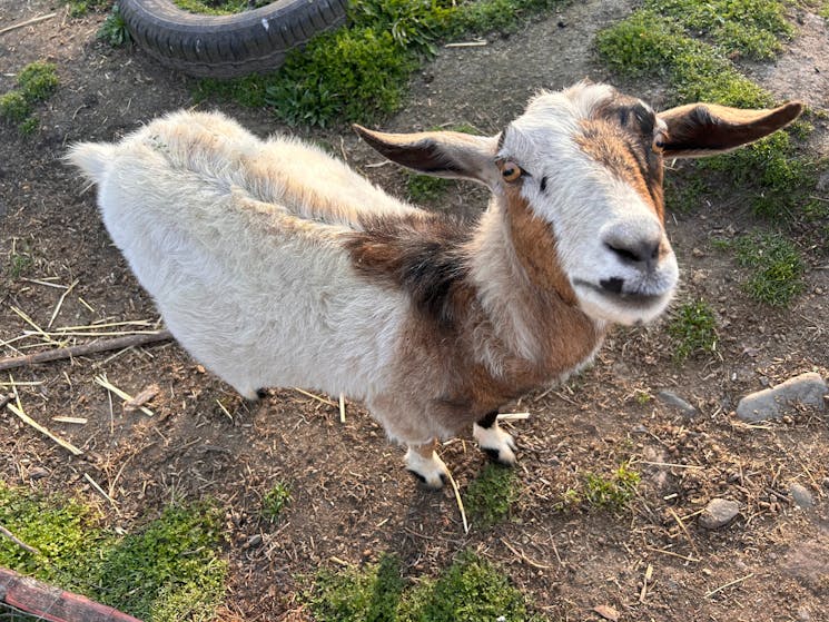 Charlie goat