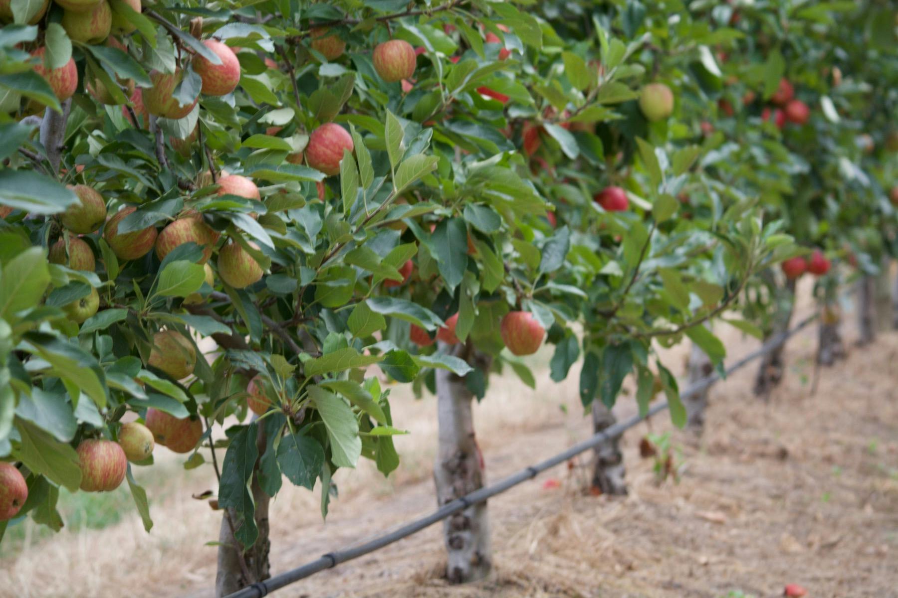 Pink Ladies for Pink Ribbon