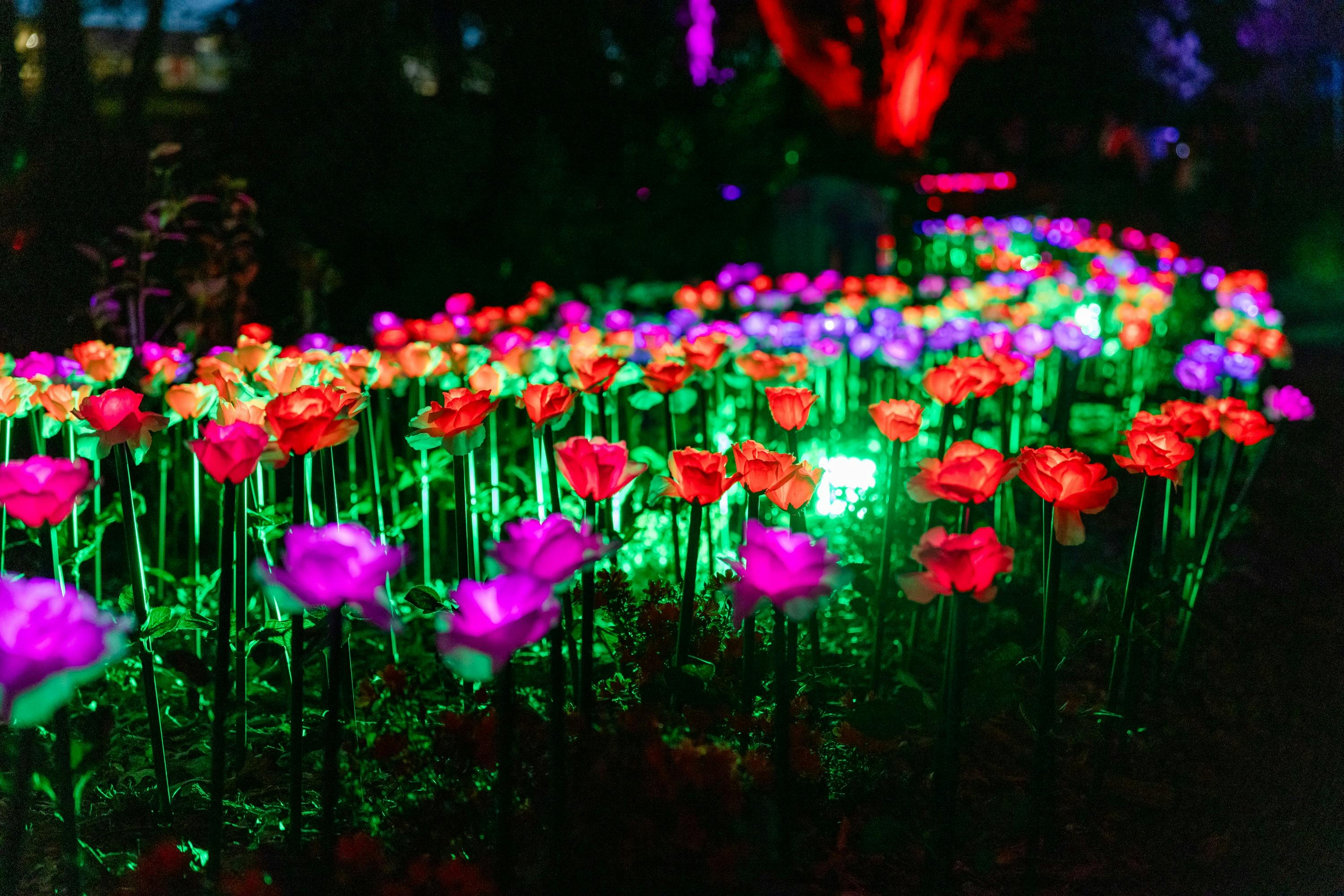 Colourful lit up flowers