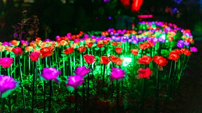 Colourful lit up flowers