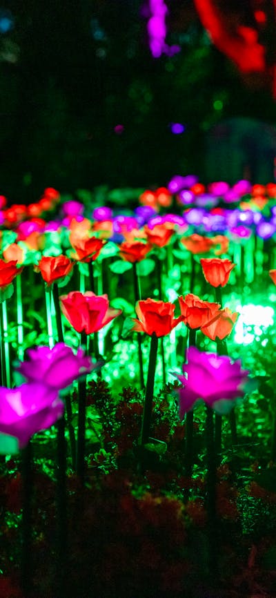 Colourful lit up flowers