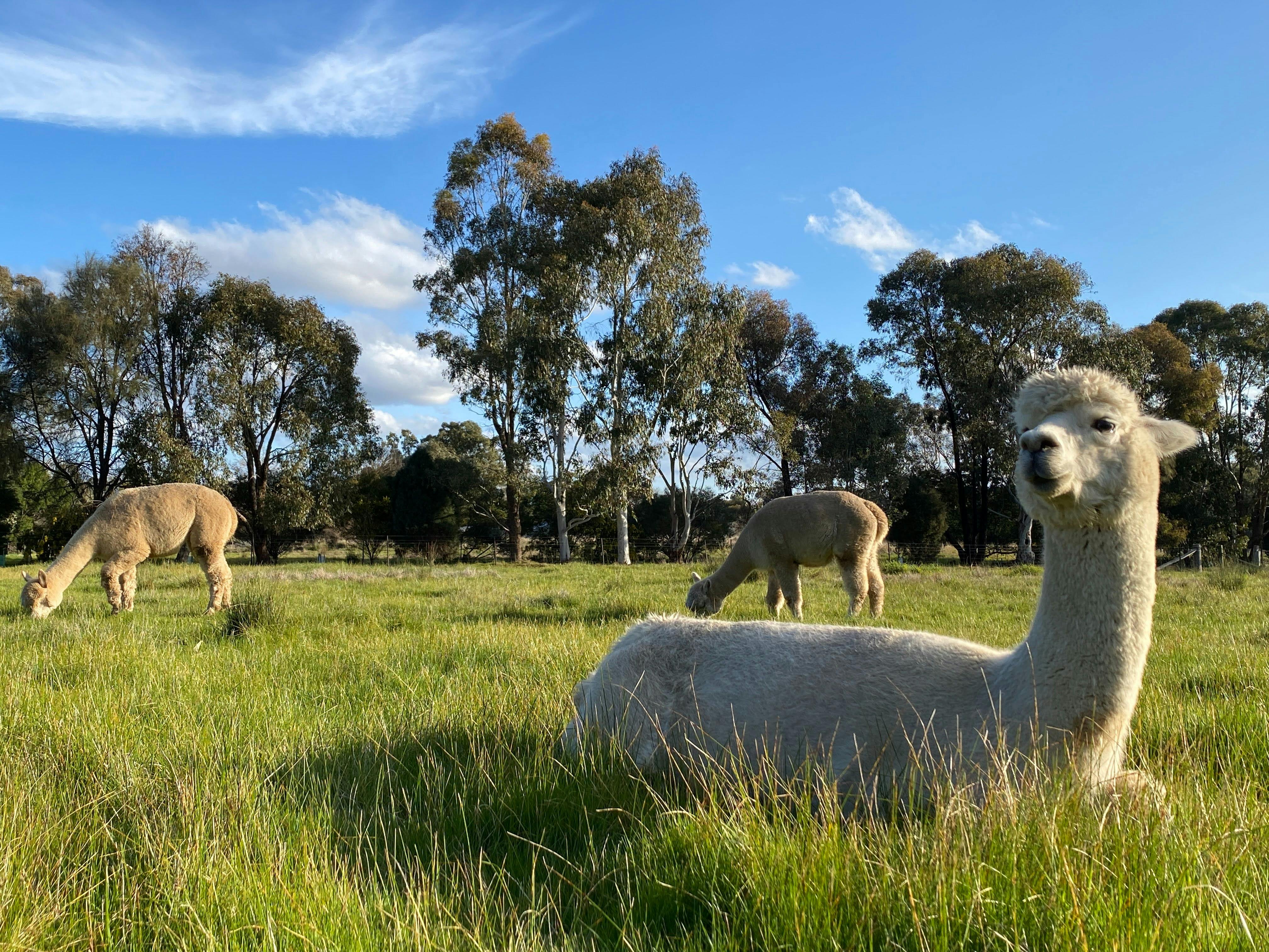 Introduction to Alpacas